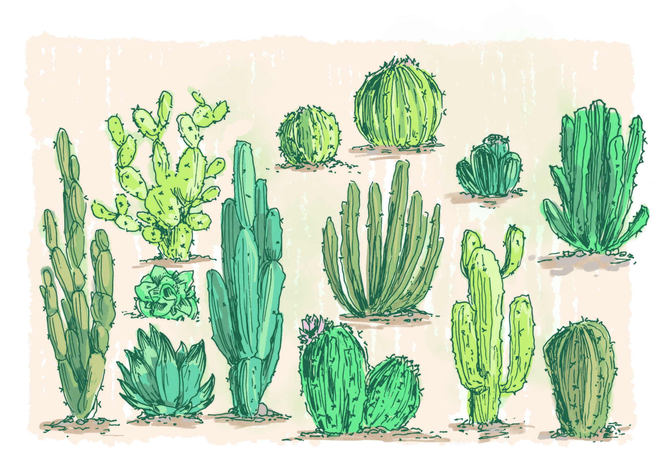 Cacti