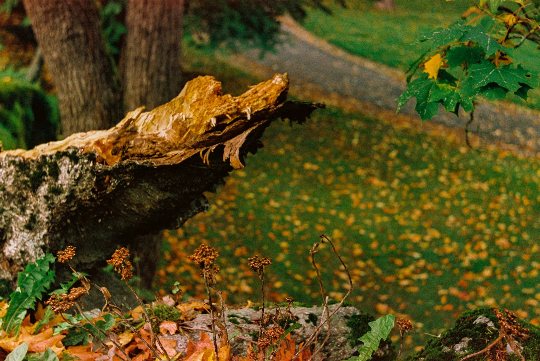 2026-09-0030-L1F.jpg