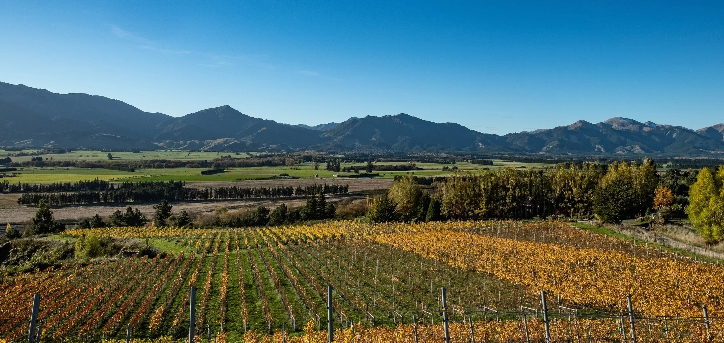 Hanmer Springs Wine.webp