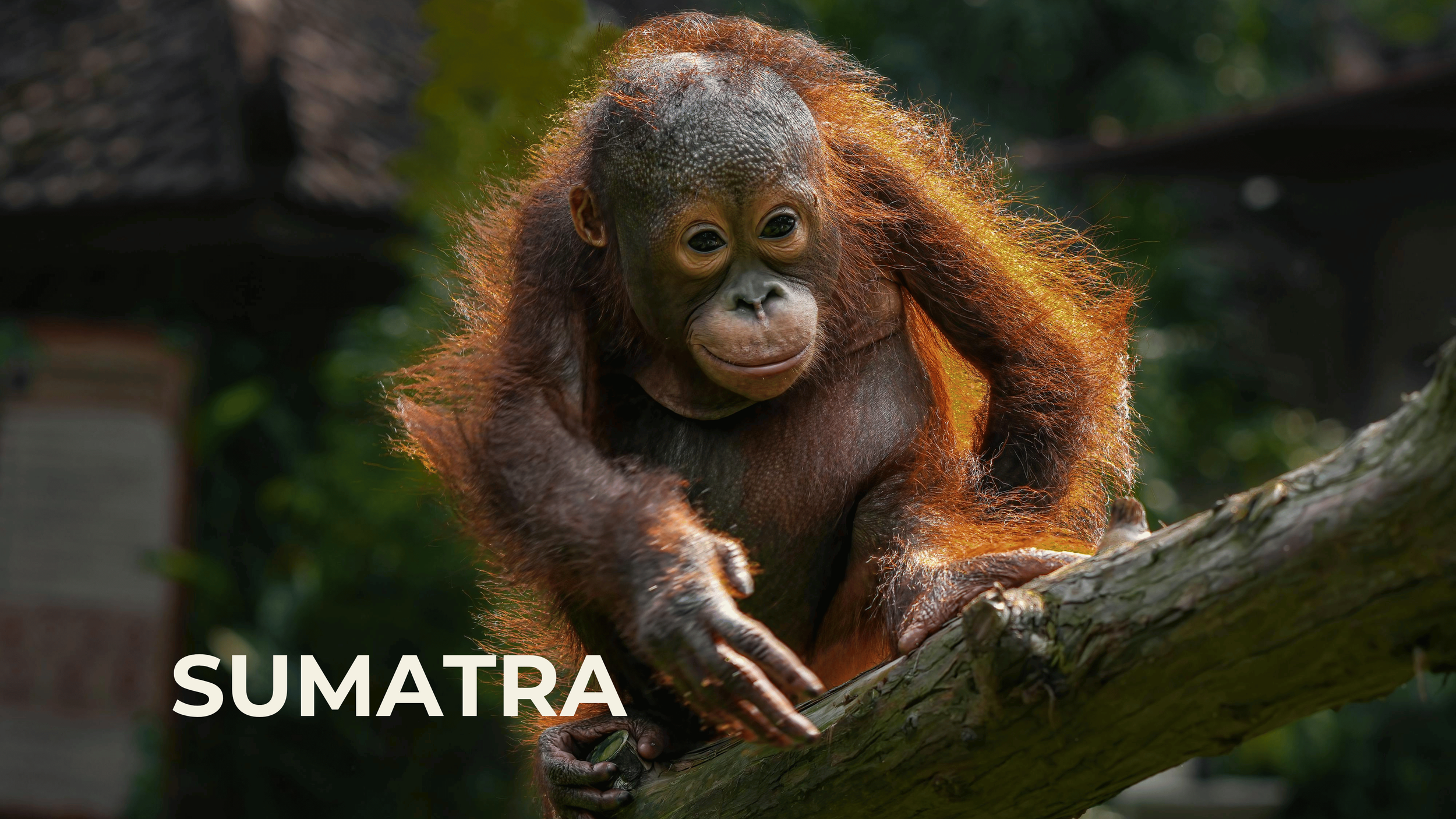 An orangutan with reddish hair and a broad face climbs on a tree branch in a lush green forest.