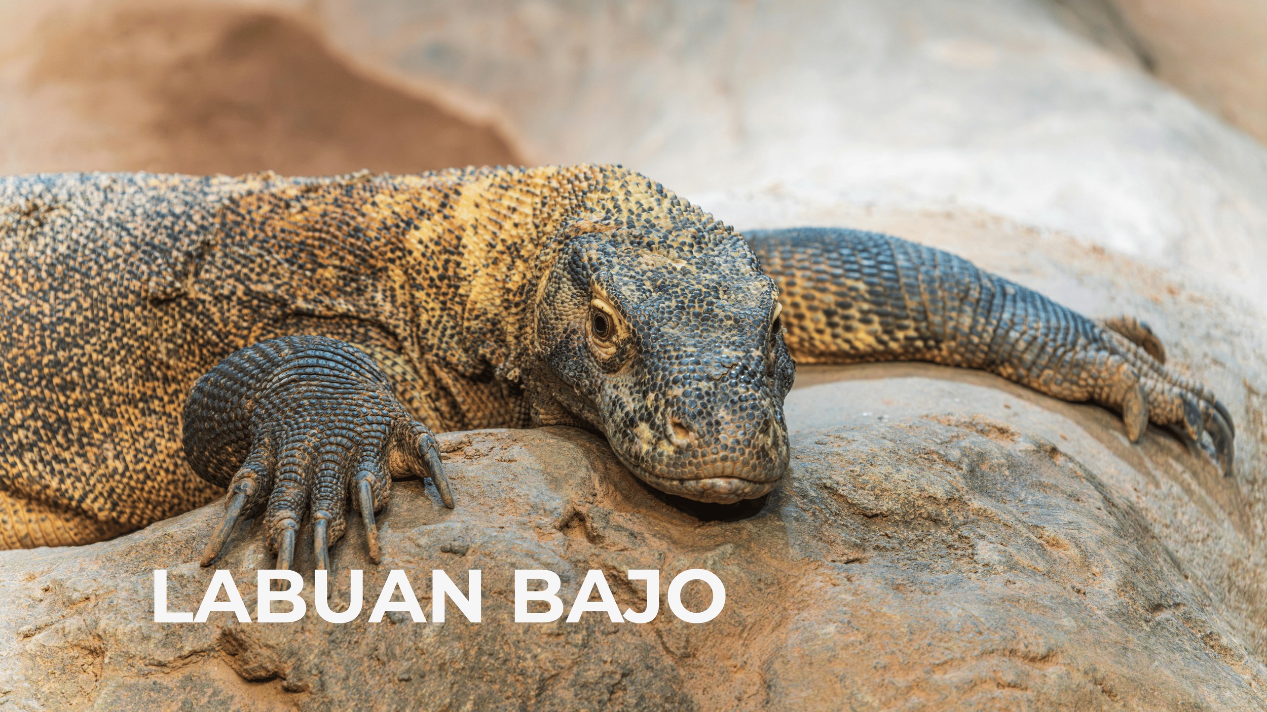 A close-up image of a large, speckled lizard lying on a rock surface. The lizard has rough, textured skin with shades of brown, black, and gray, and is resting with its head turned towards the camera. There is text overlay at the bottom of the image 