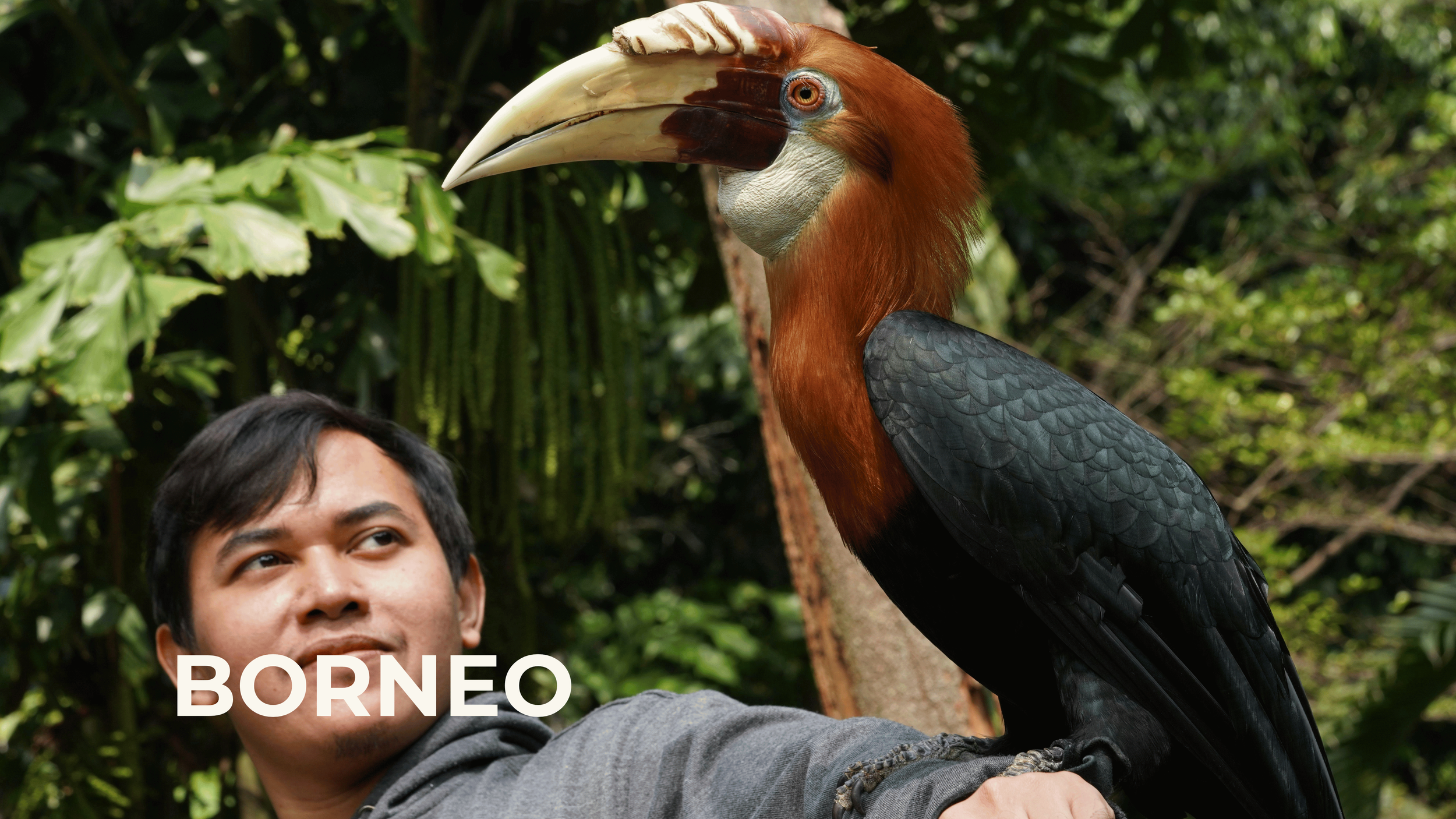 A man holding a Bornean orangutan in a jungle setting
