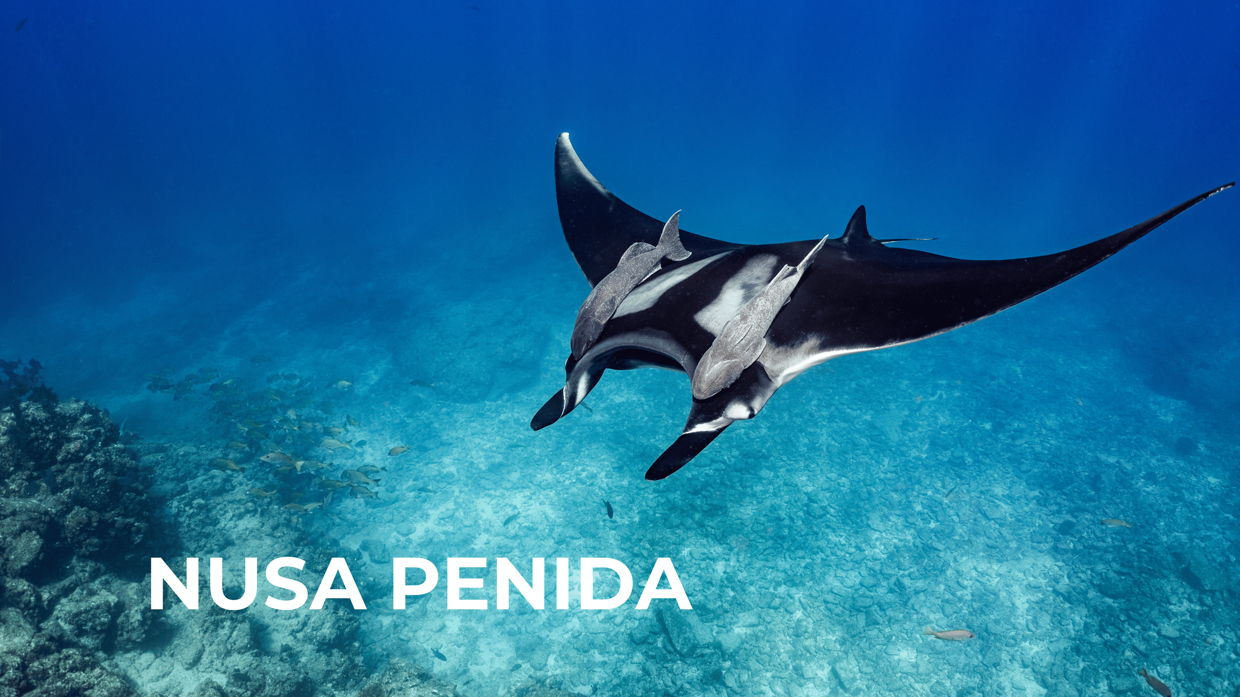 A manta ray swimming in the ocean with a smaller fish on its back and coral reef below, and text "NUSA PENIDA" at the bottom.