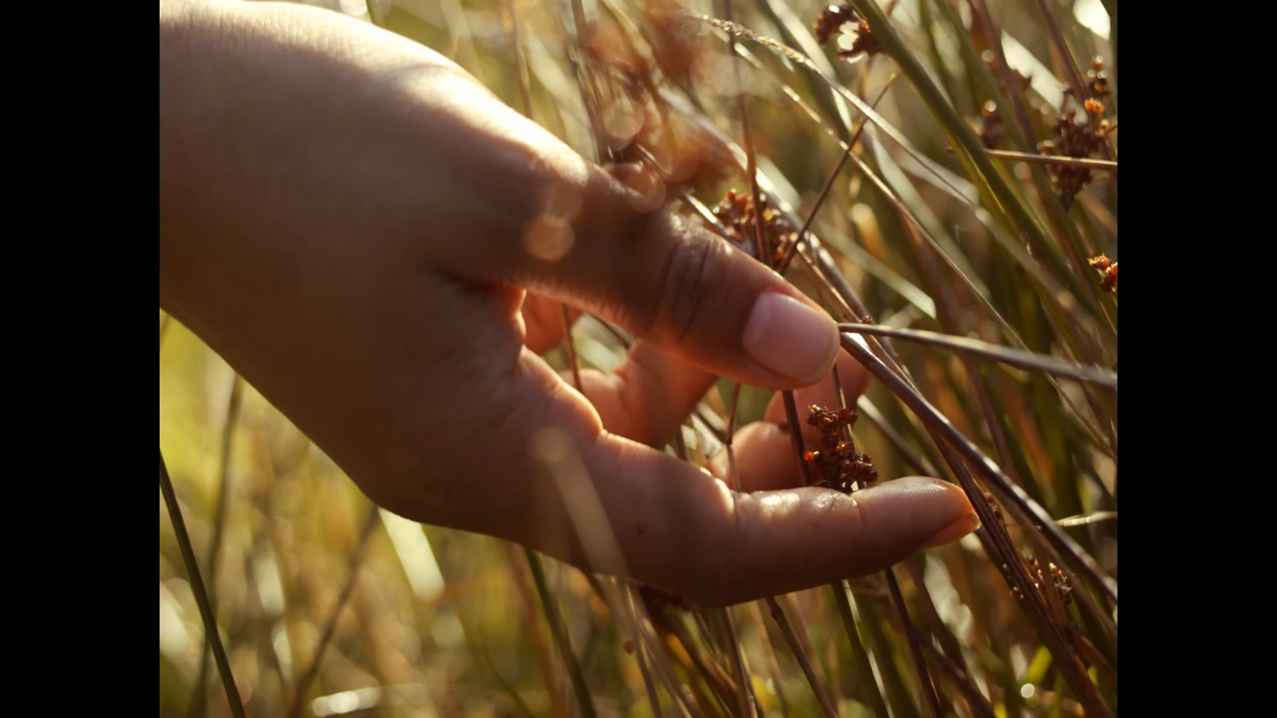 Close-up of a hand gently touching dry plants or grasses in a field.
