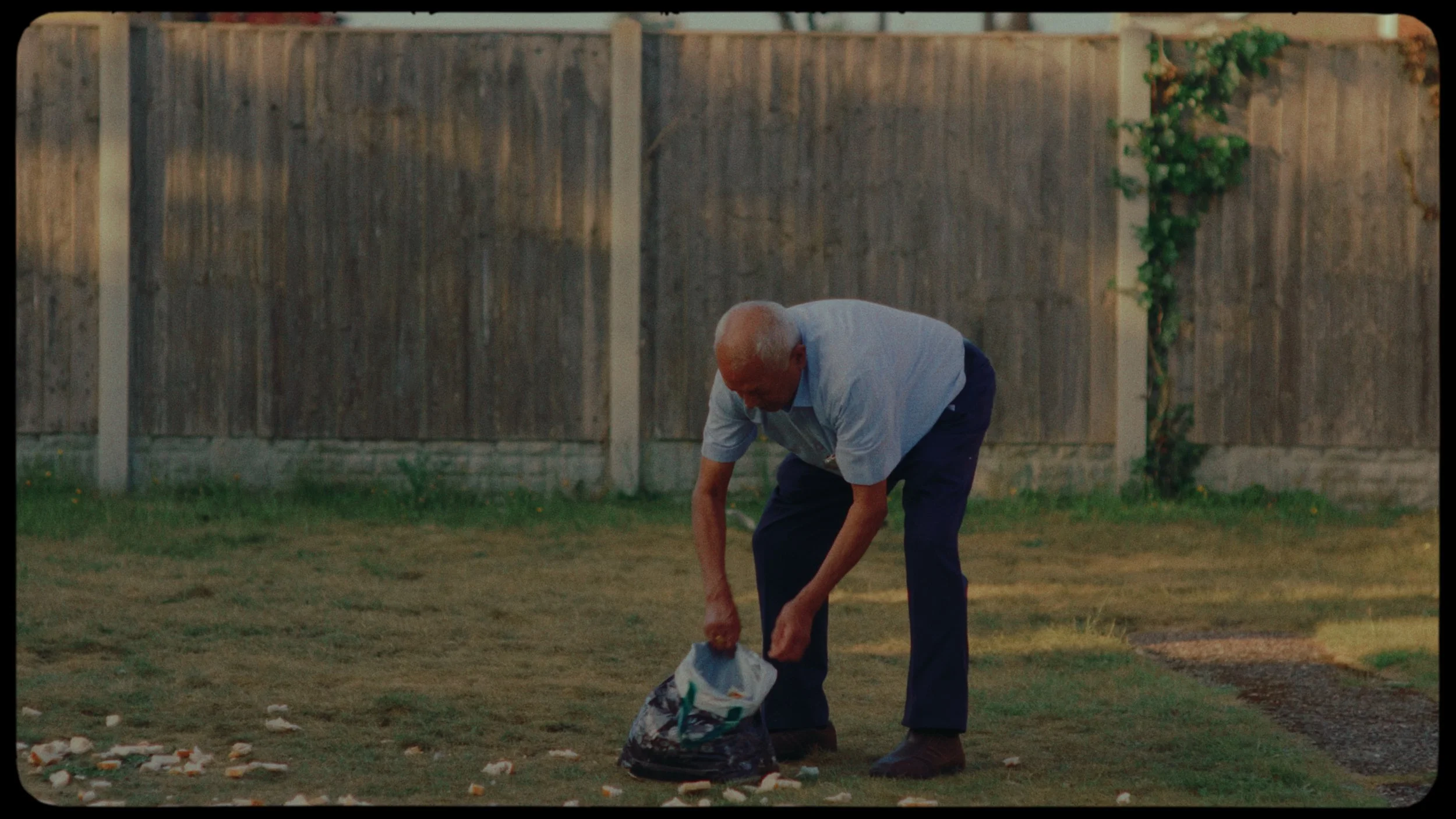 An elderly man with a bald head, wearing a light blue shirt and dark pants, is bent over picking up trash from a grassy backyard. The yard is enclosed by a tall wooden fence, and there's a small vine growing on a post in the corner. The man is holdin