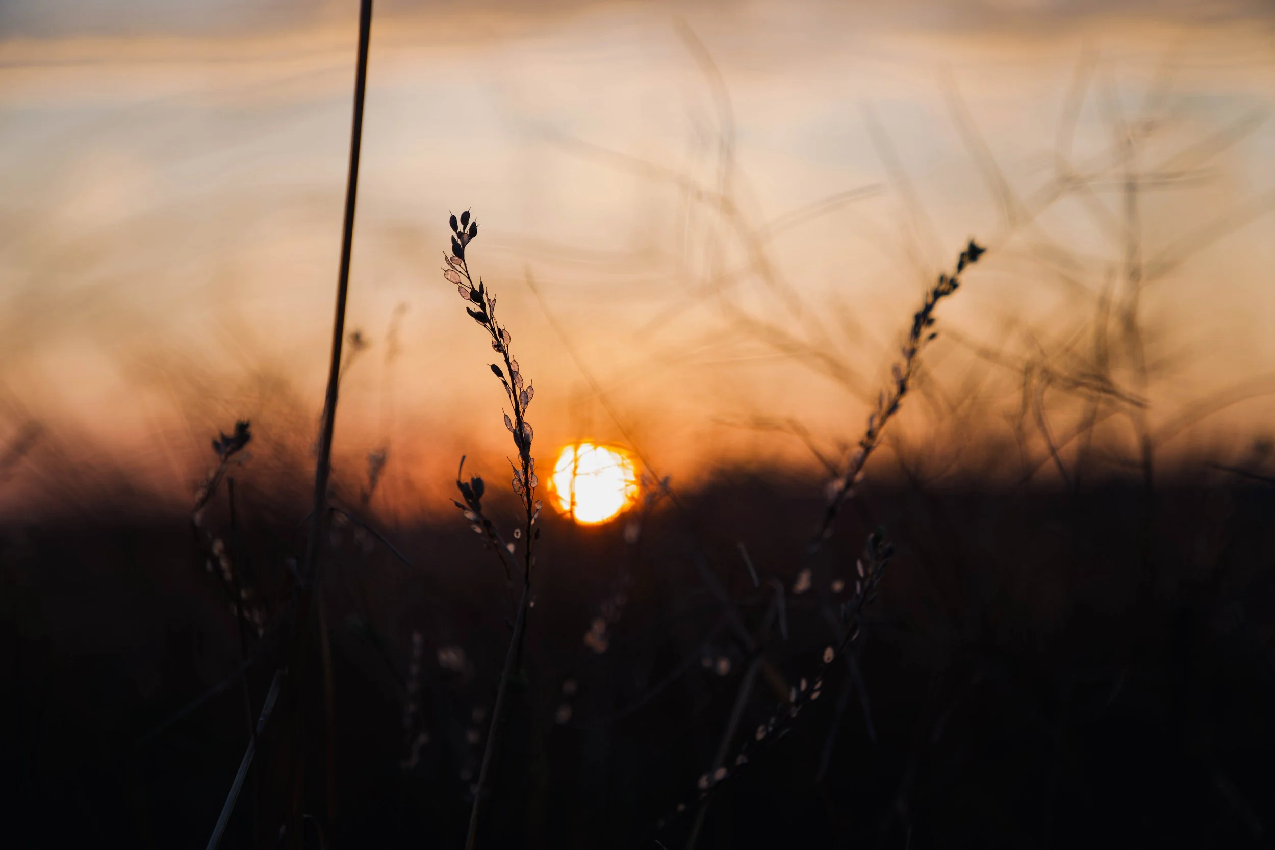 Nahaufnahme von trockenen Gräsern vor einem Sonnenuntergang mit oranges und gelbes Himmel im Hintergrund.