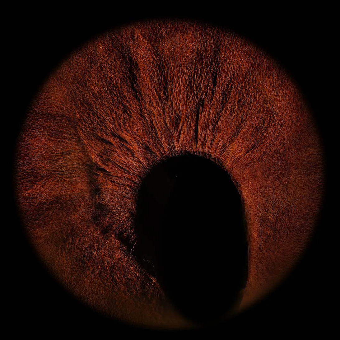 Close-up of a human eye's iris, highlighting a brown color with textured details, surrounding a black pupil.