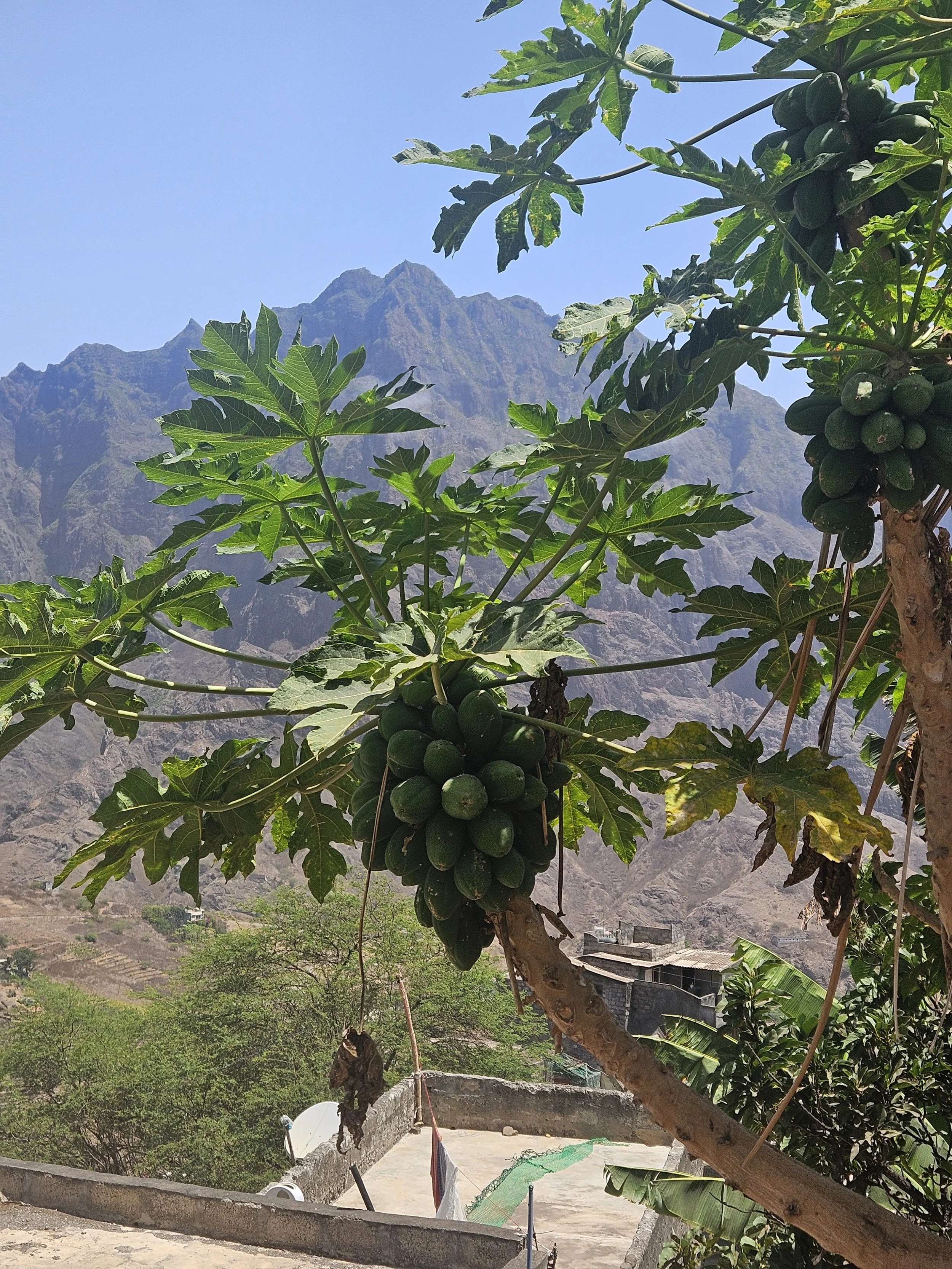 Frugttræ med bjerge i baggrunden på Santo Antão