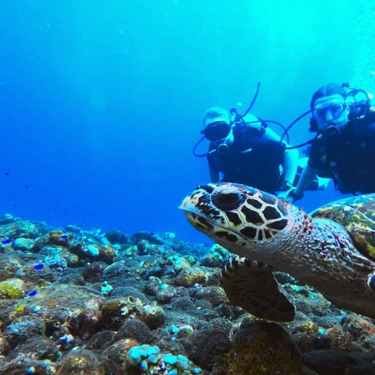 Dykare möter en havssköldpadda på ett korallrev utanför Bali – en magisk och fridfull upplevelse under havet med Boblerejser.
