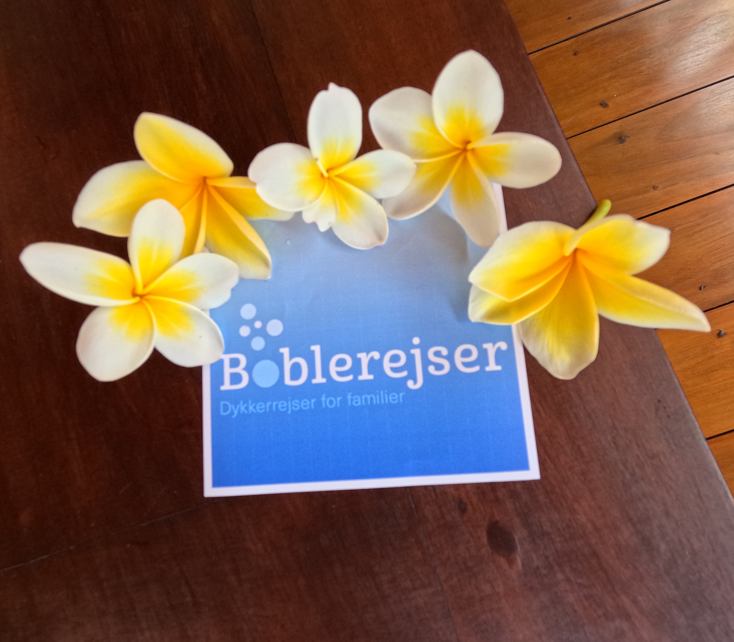 Boblerejser logo på brun baggrund med krans af Frangipani blomster