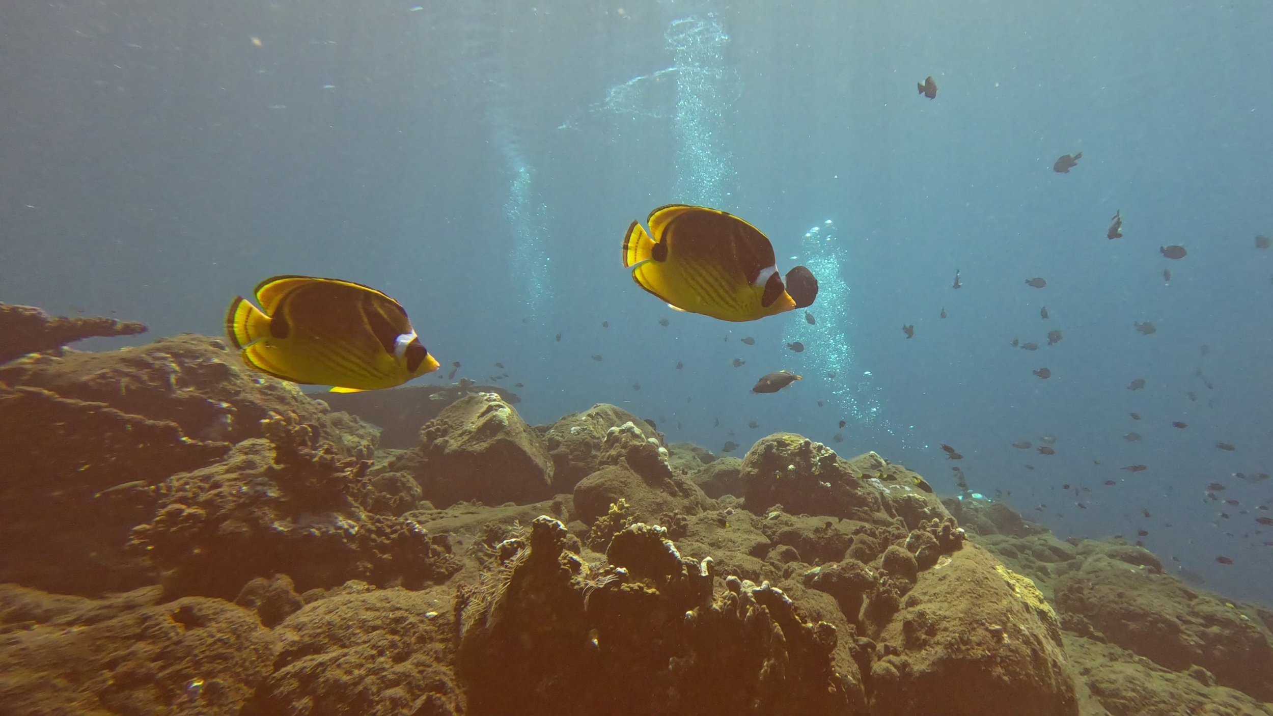 eksotiske fisk svømmer over havbunden på Bali mens man kan se bobler fra dykkere stige mod overfladen i baggrunden og der er mange koraller på havbunden