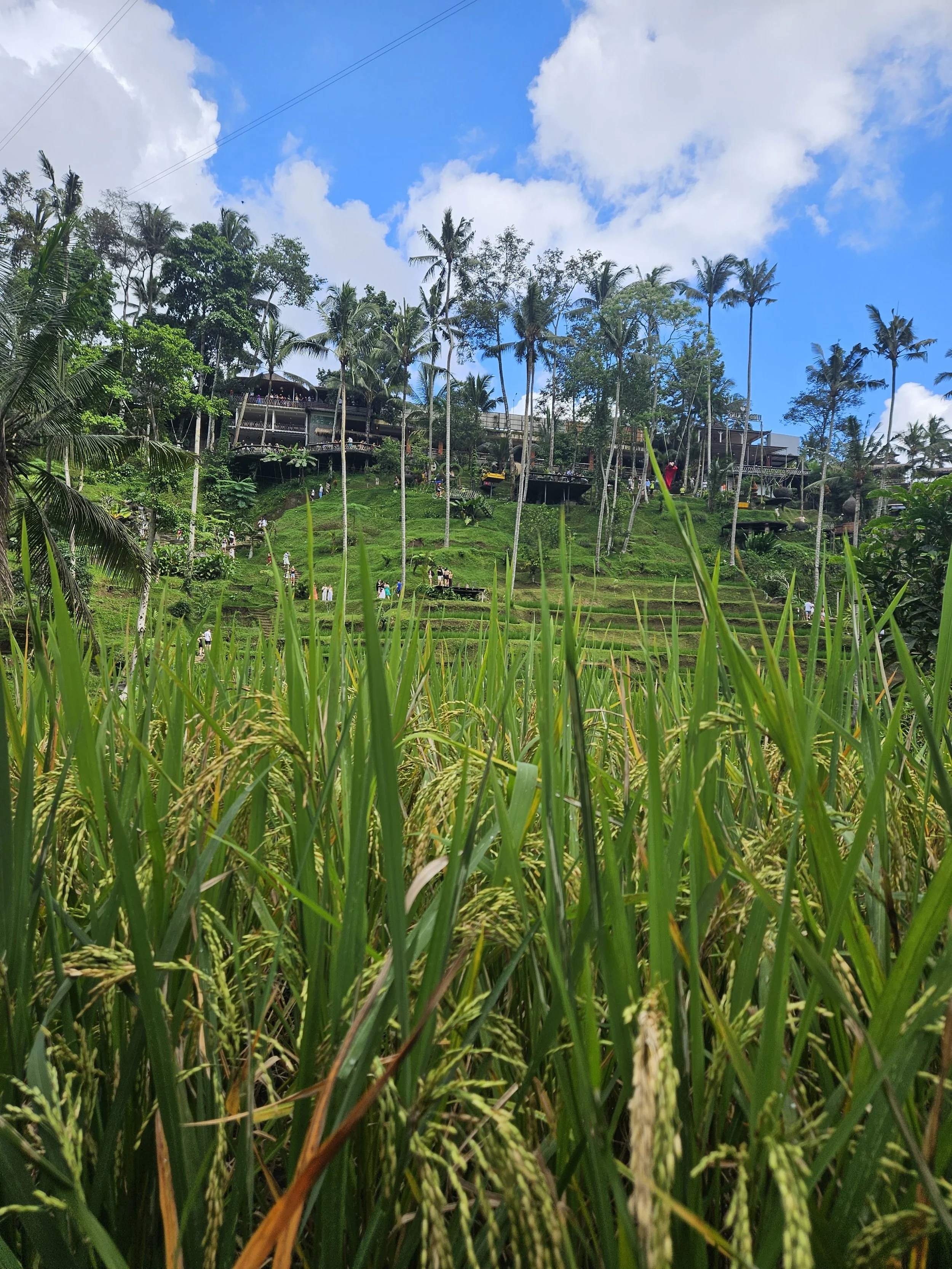 Rismarker med palmer og forskellige niveauer på Bali
