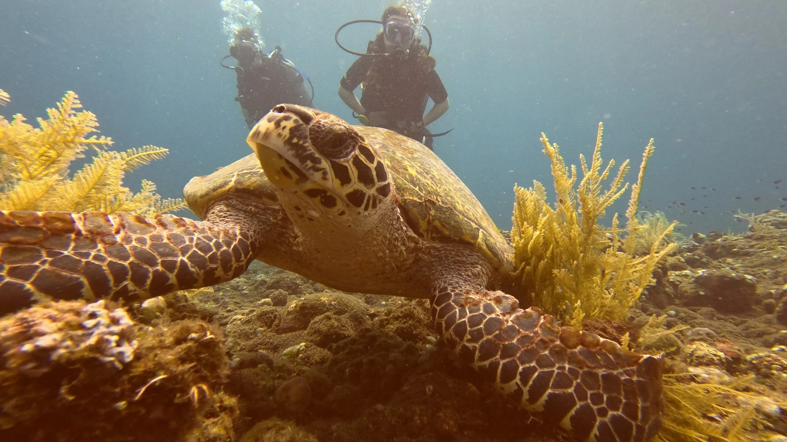 Dykkere møder havskildpadde under vandet på Bali – fredfyldt øjeblik blandt koraller og klart vand på familievenlig dykkerferie med Boblerejser.