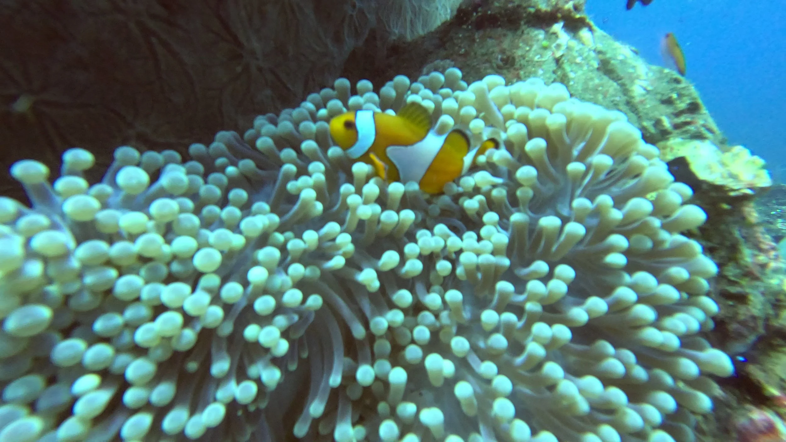 Klovnfisk blandt anemoner på koralrev ved Bali – farverig undervandsverden og trygge dykkeroplevelser med Boblerejser.