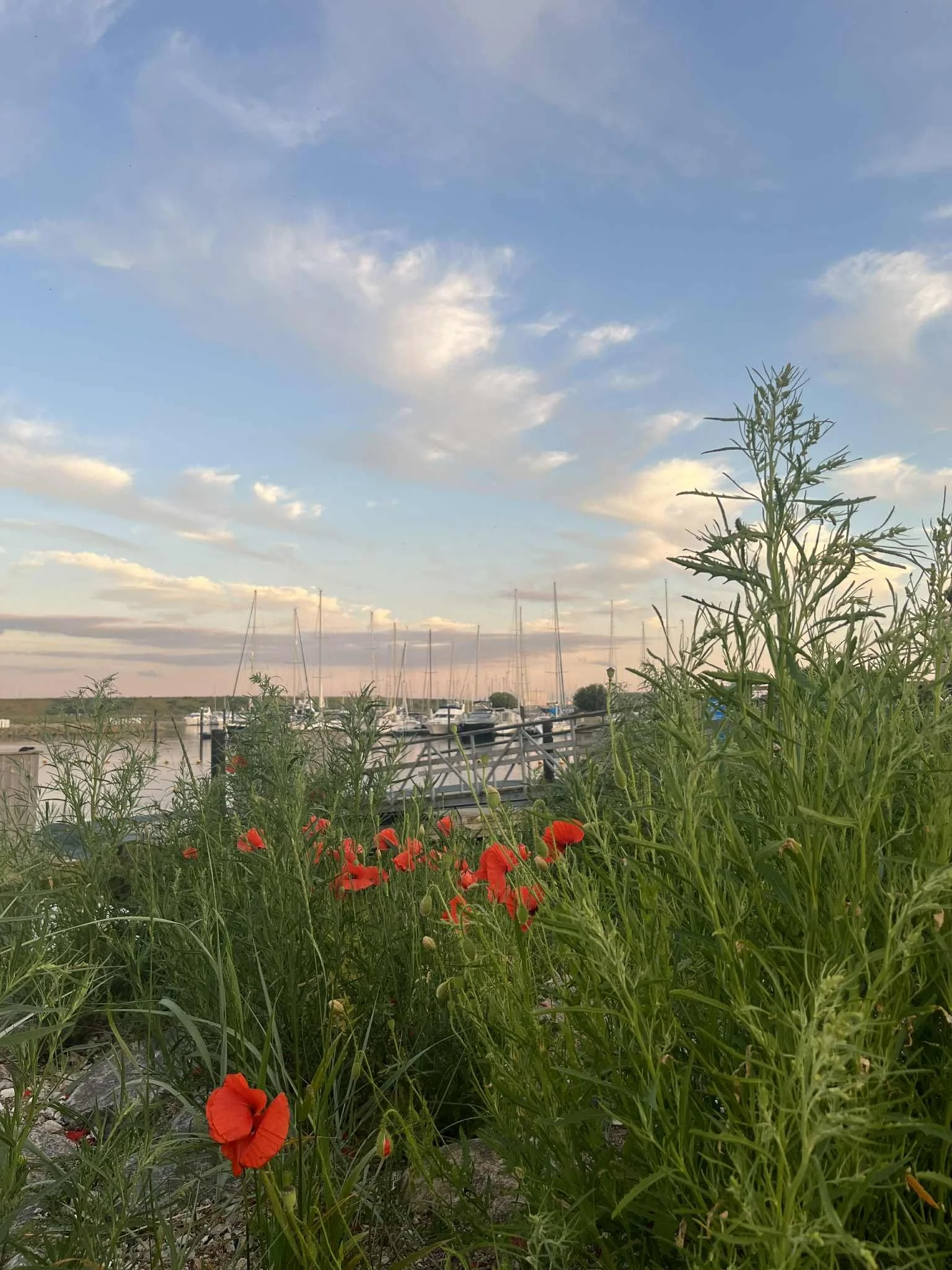 Sommeraften på Køge Marina