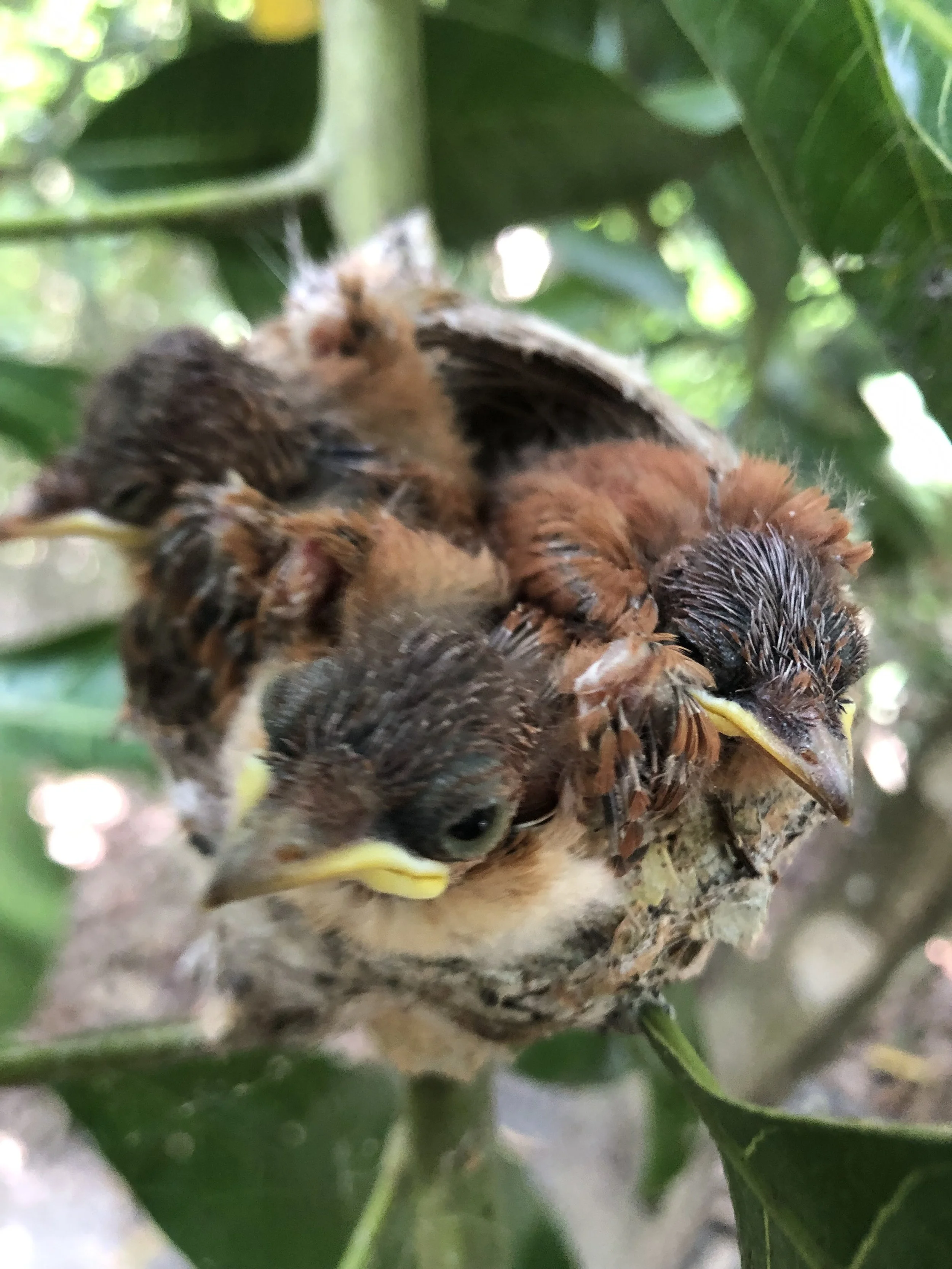 Close-up of three baby birds in a nest on a tree branch, surrounded by green leaves.