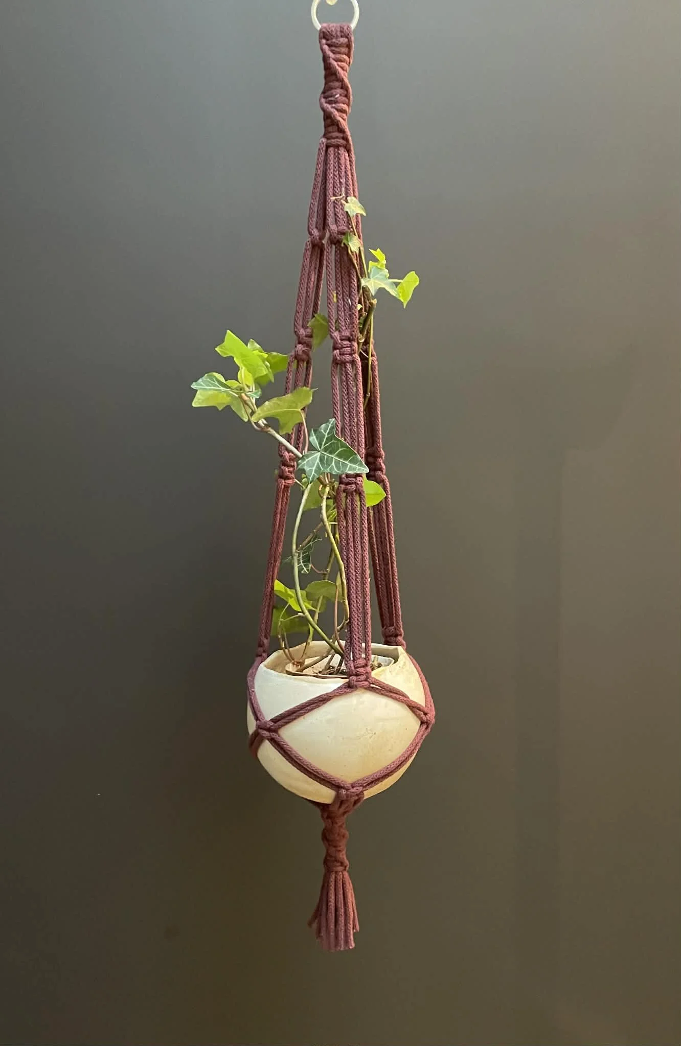 planteophæng+bordeaux.jpg