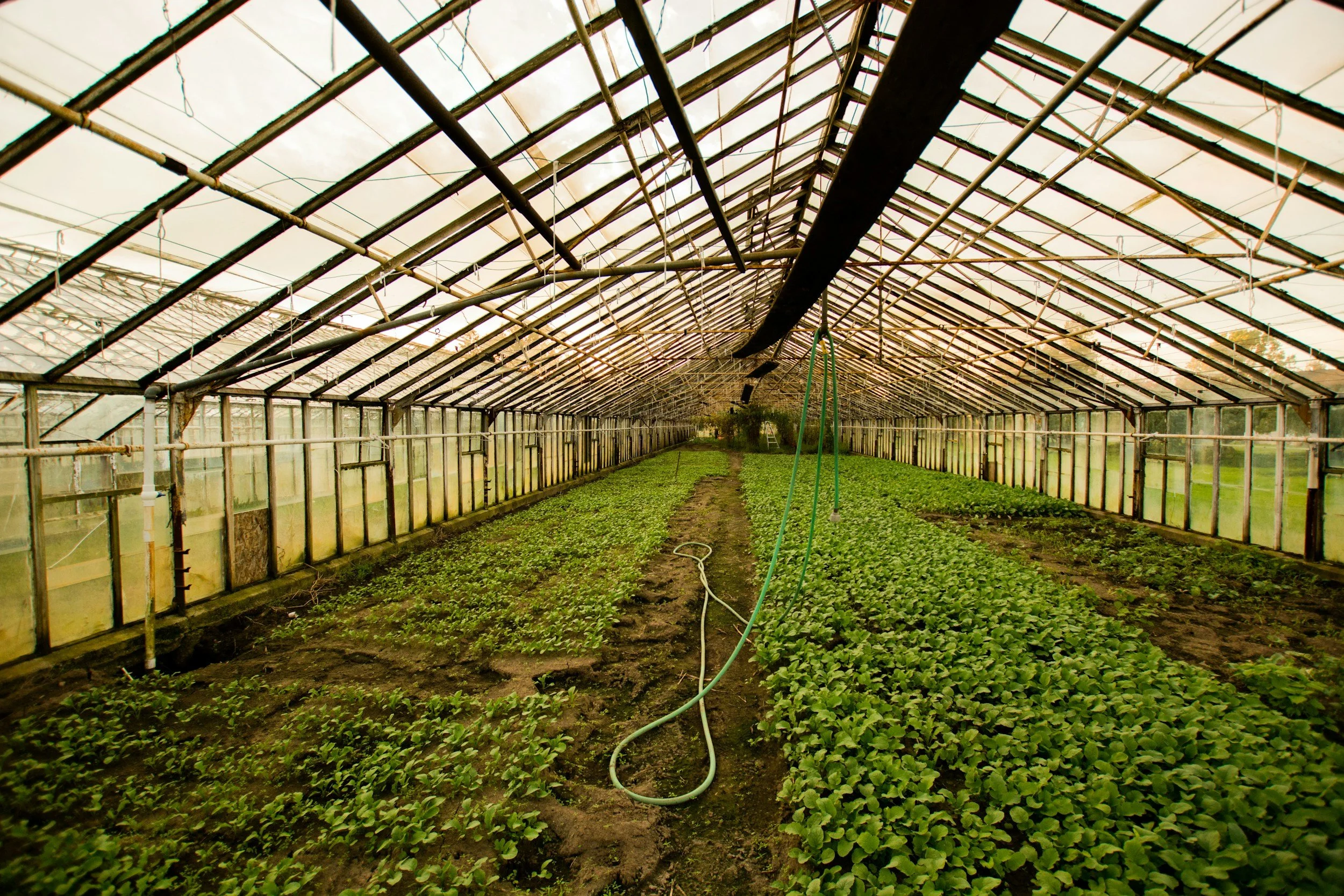 Inside a large greenhouse with rows of green leafy plants growing in soil, several hoses hanging and pipes along the structure.