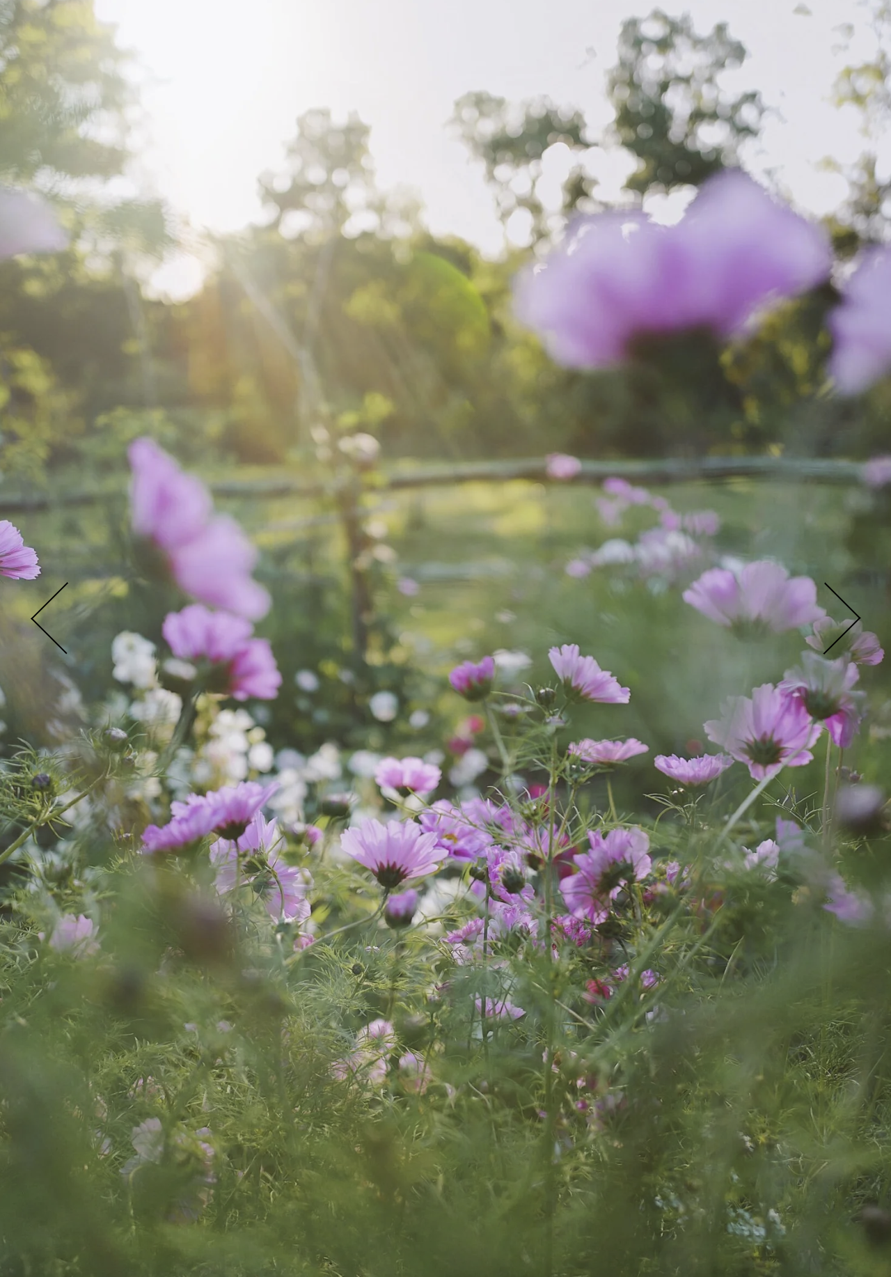 Cosmea