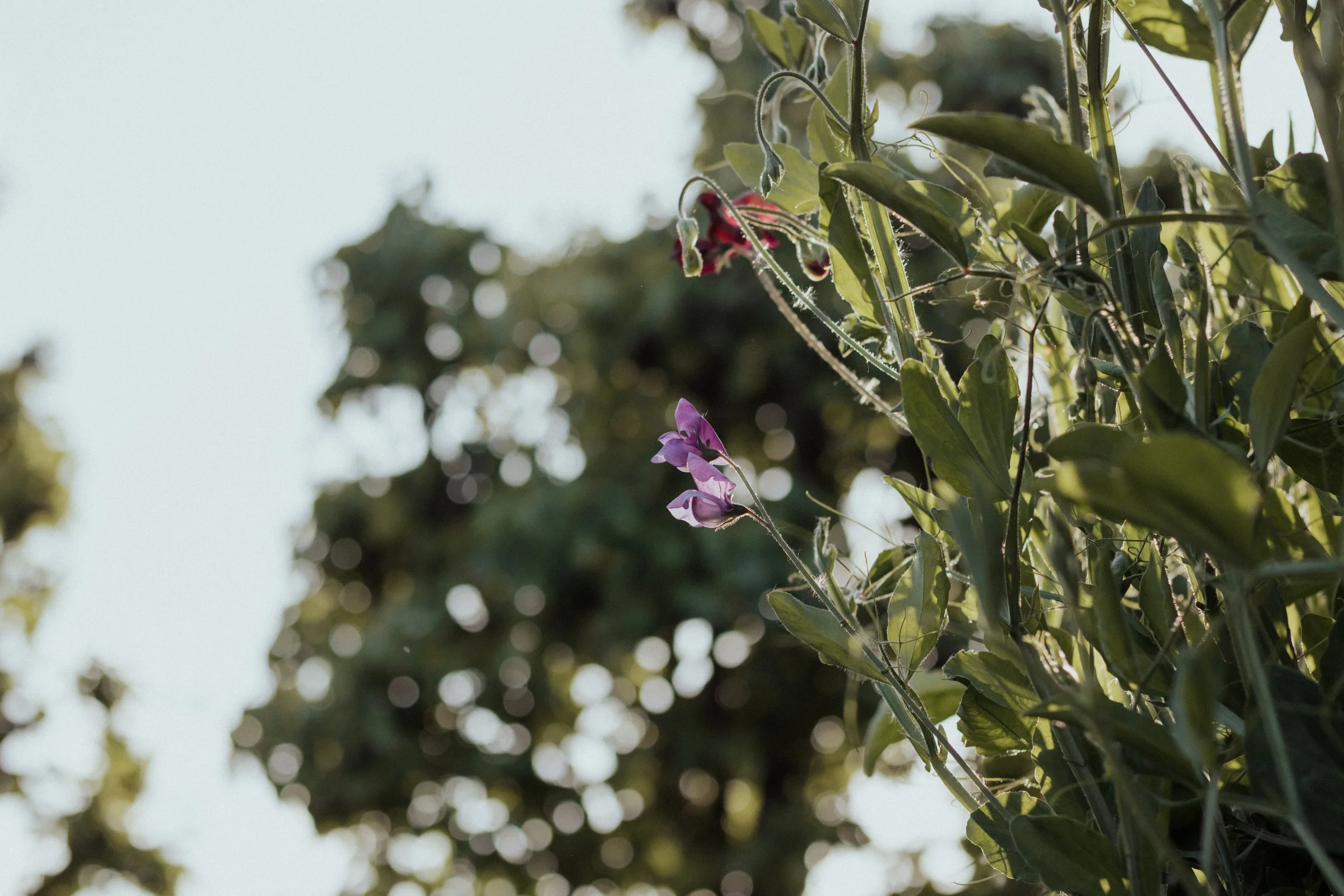 Lathyrus