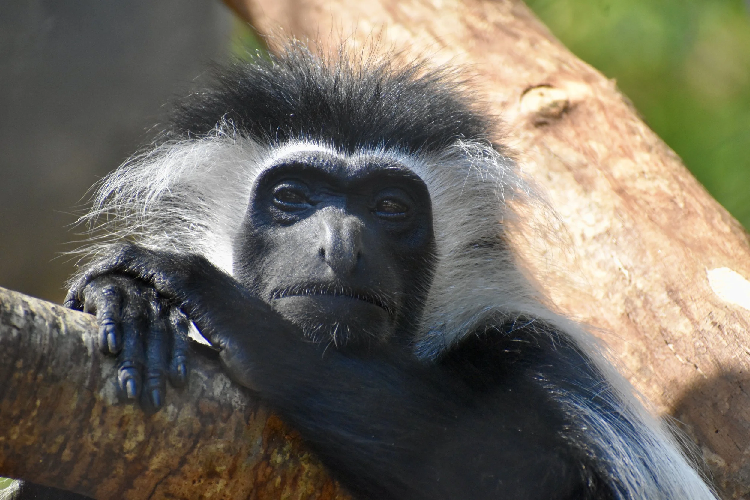 Close-up of a black-and-white colobus monkey resting on a tree branch, with a blurred green background.