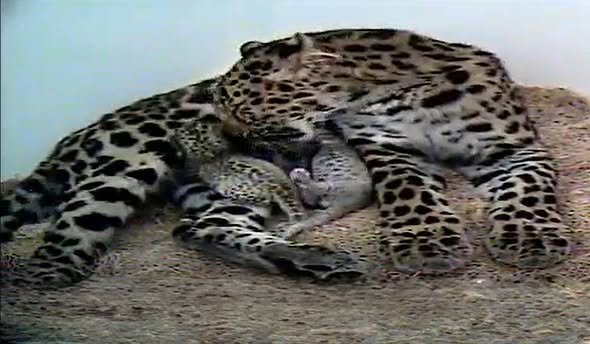 Big News: Amur Leopard Cubs Born at the Greenville Zoo