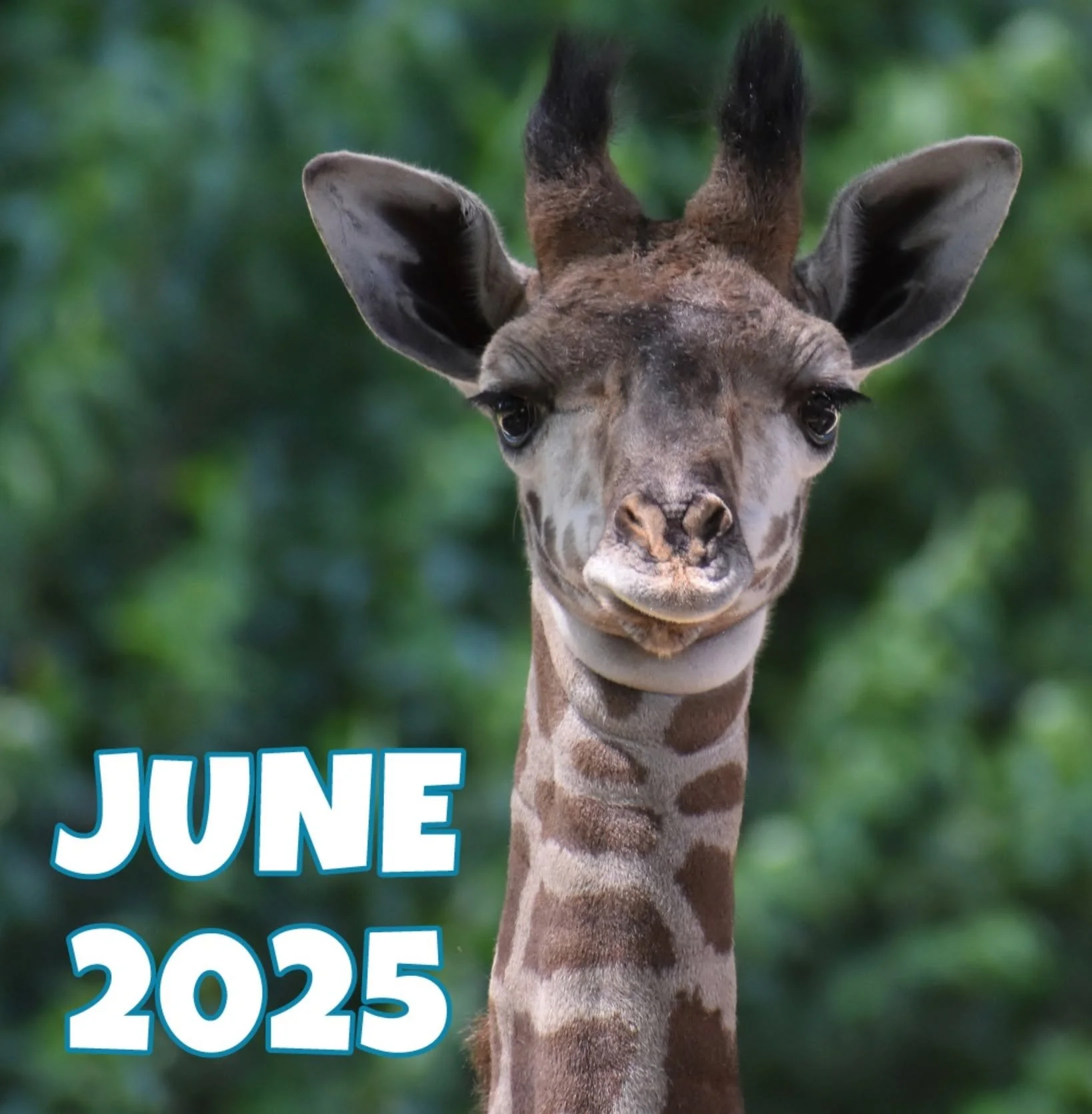 Kendi - June 2025.jpg