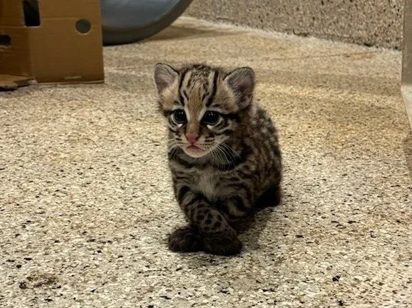 Kittens%21.jpg