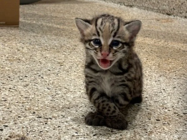 Kittens%212.png