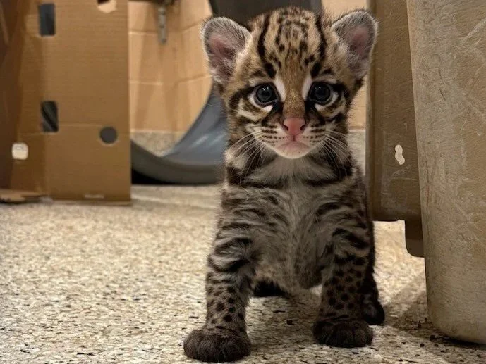 Kittens%213.jpg