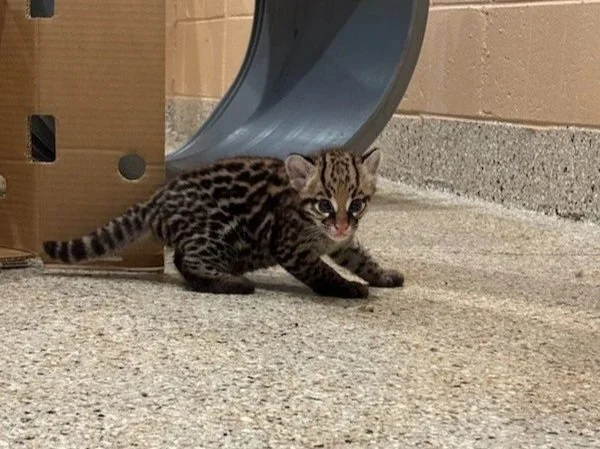 Kittens%214.jpg