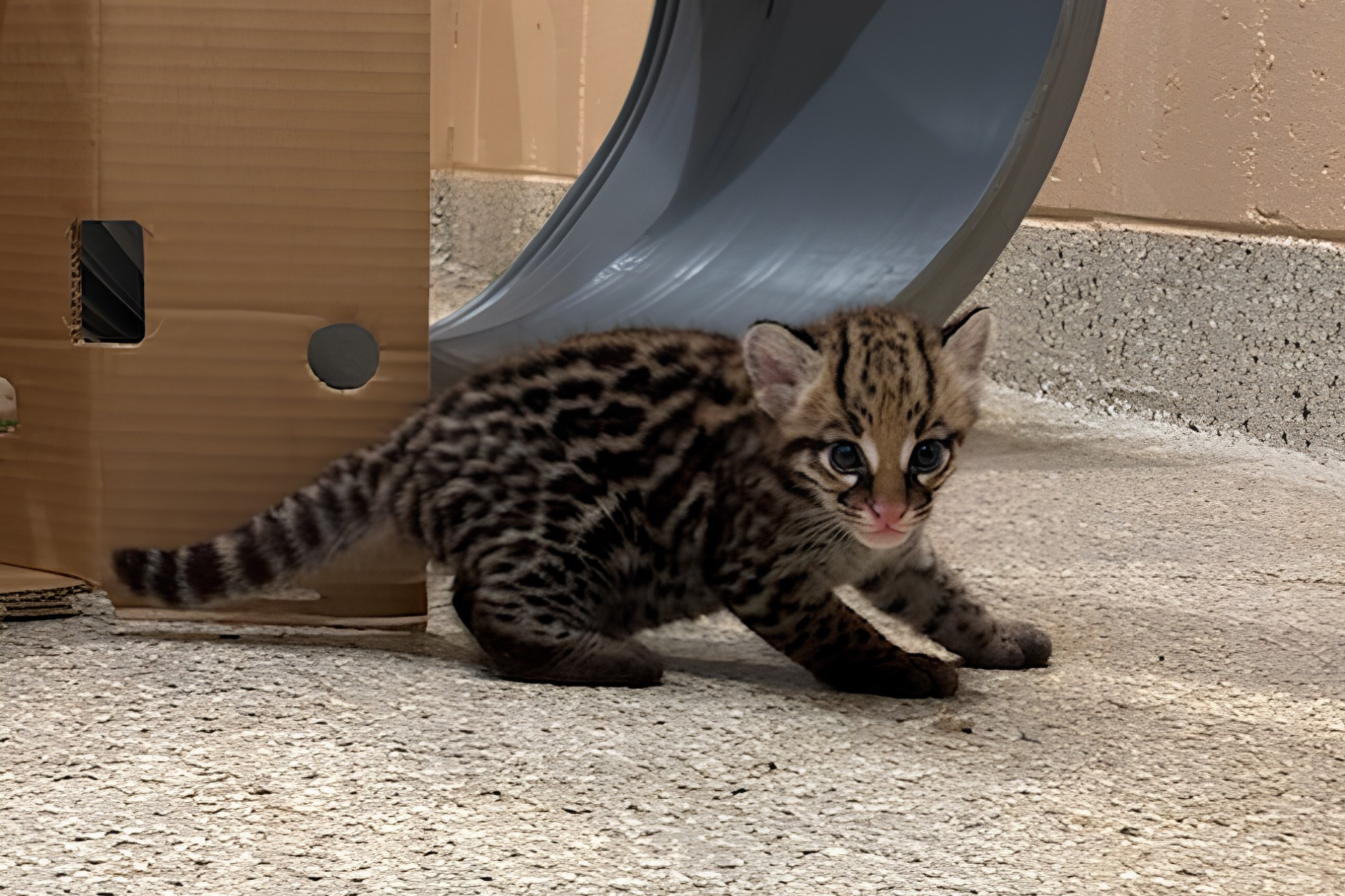 We've Got Ocelot to Celebrate!