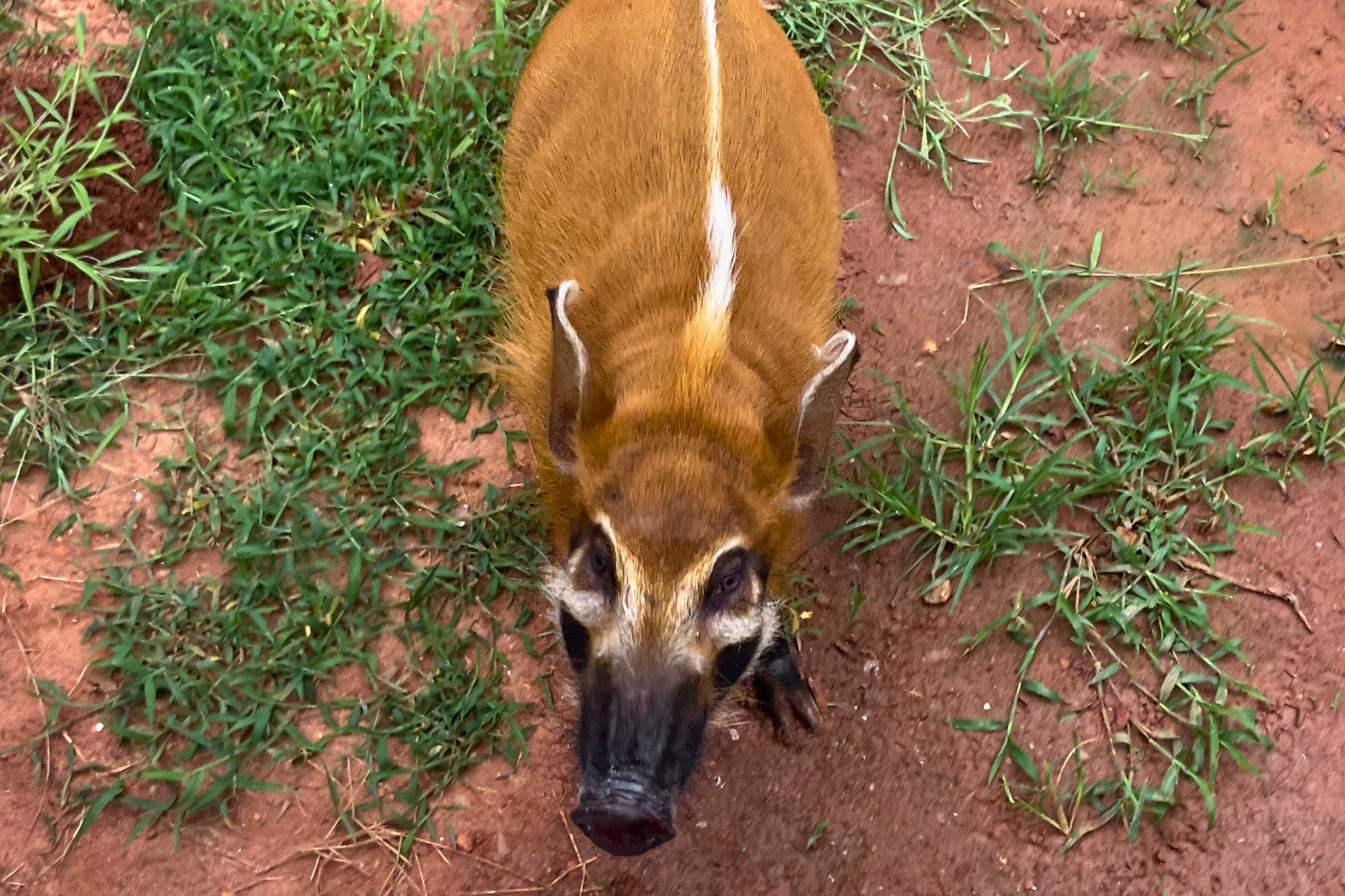 Meet Jake and Mitchell: Greenville Zoo's Newest Residents