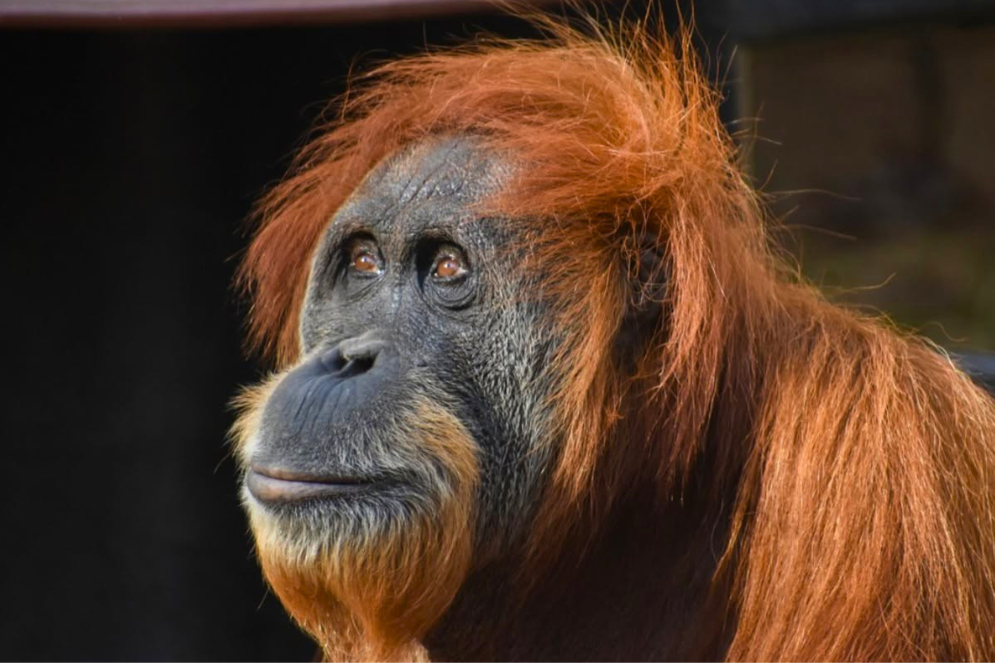 Celebrating World Orangutan Day