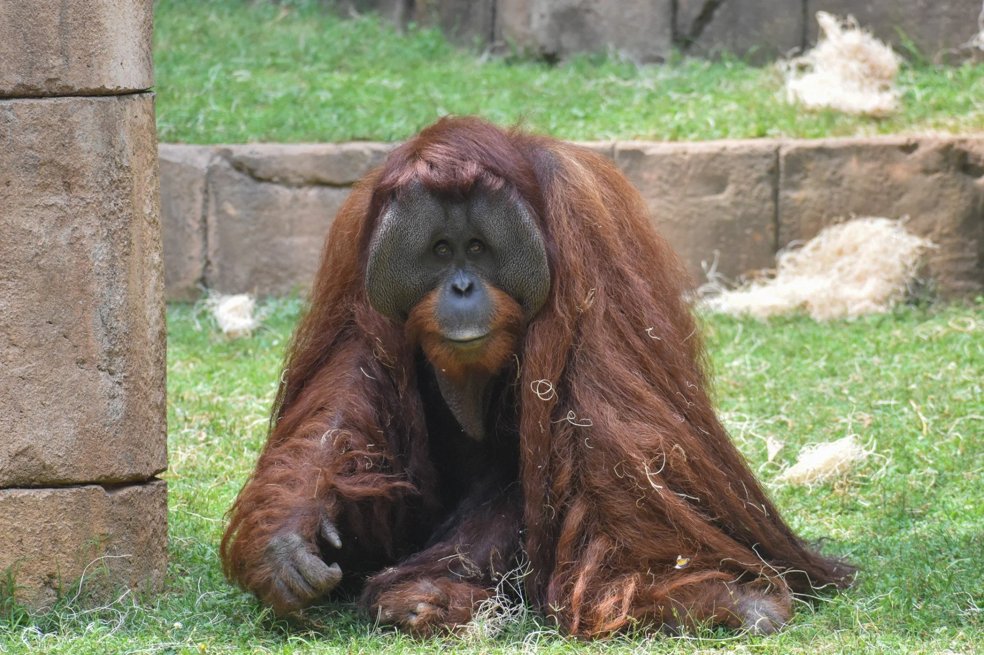 Kumar
