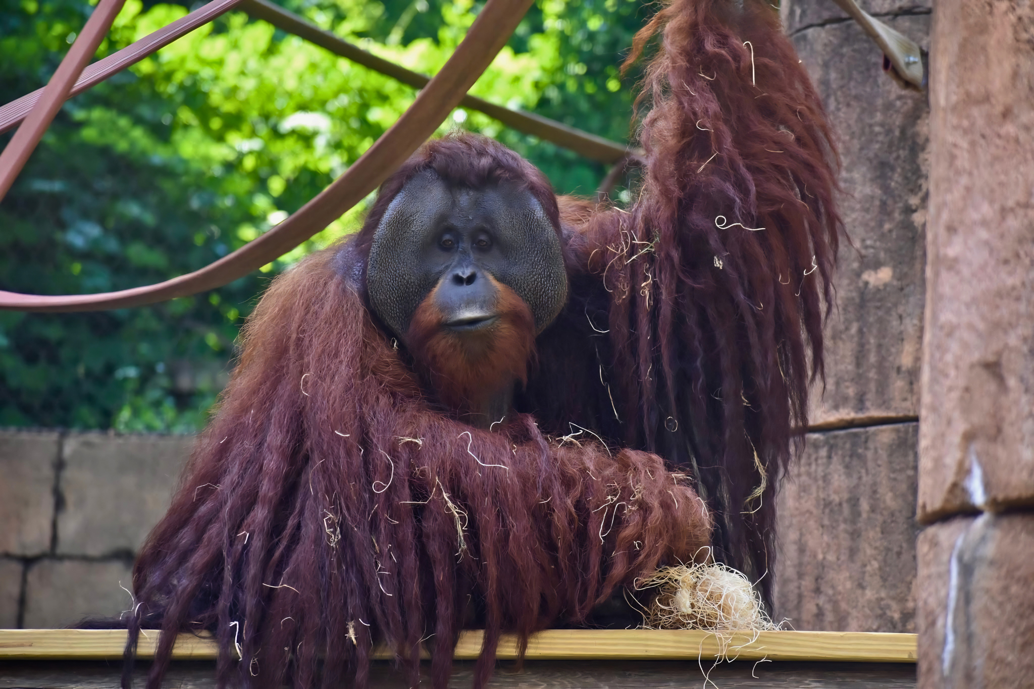 Celebrating World Orangutan Day