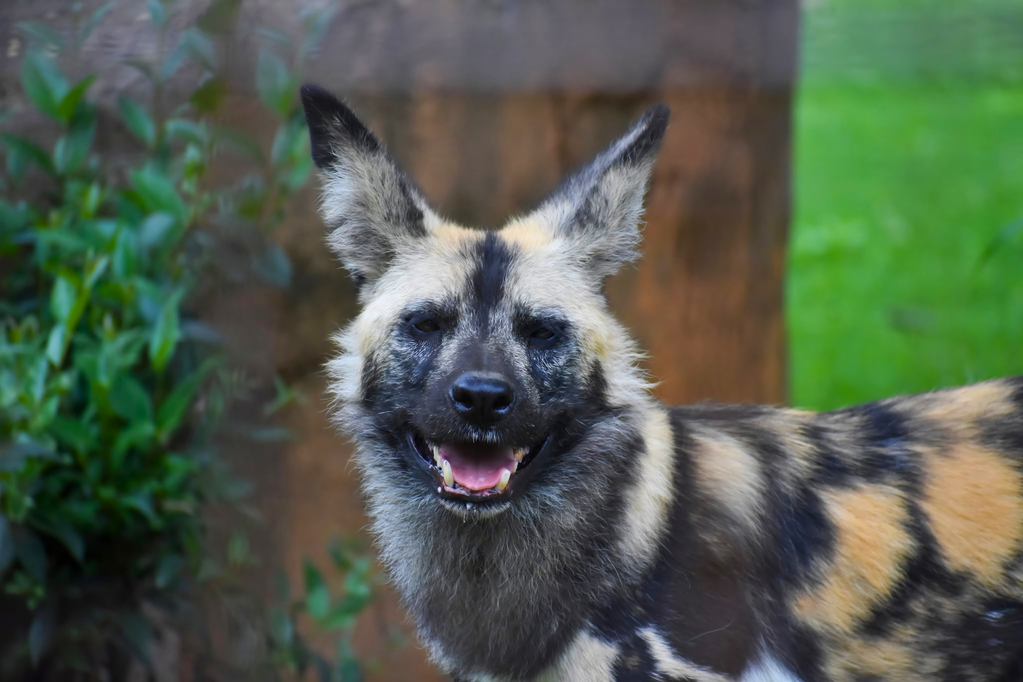 Photo from Greenville Zoo
