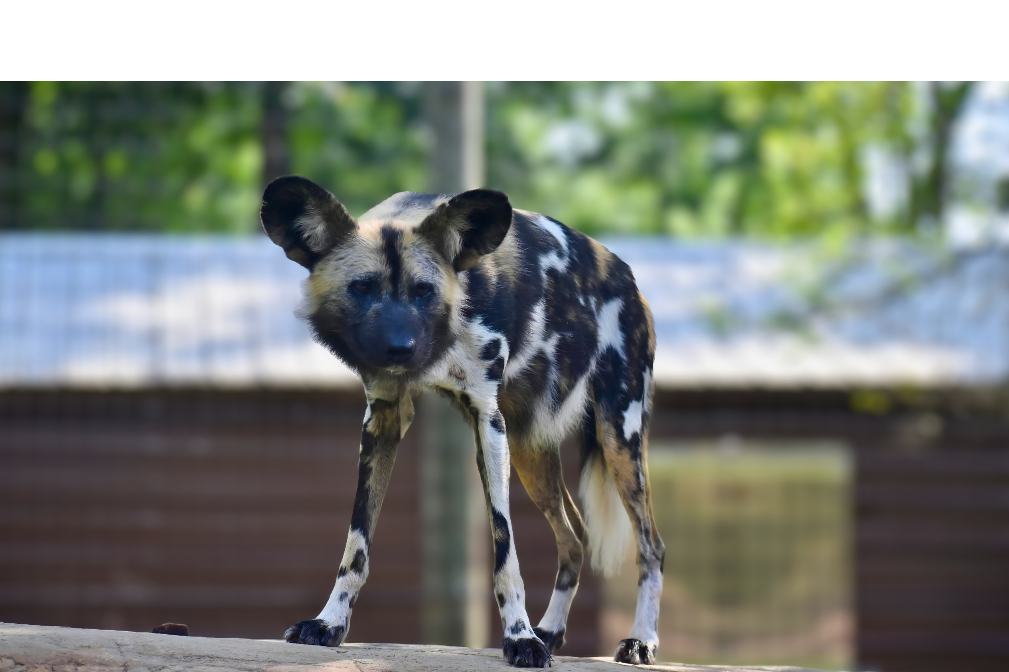 Photo from Greenville Zoo