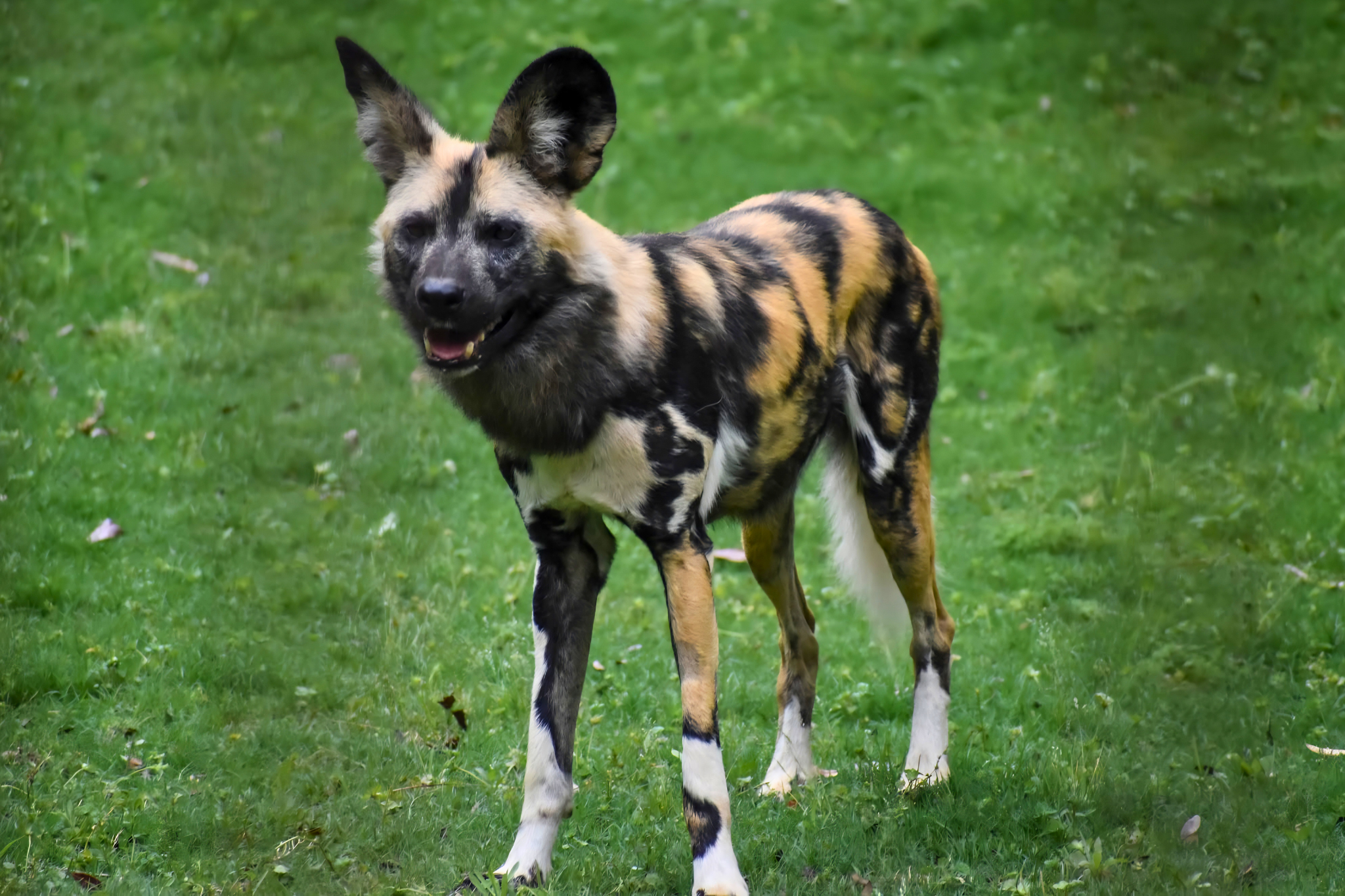 Photo from Greenville Zoo