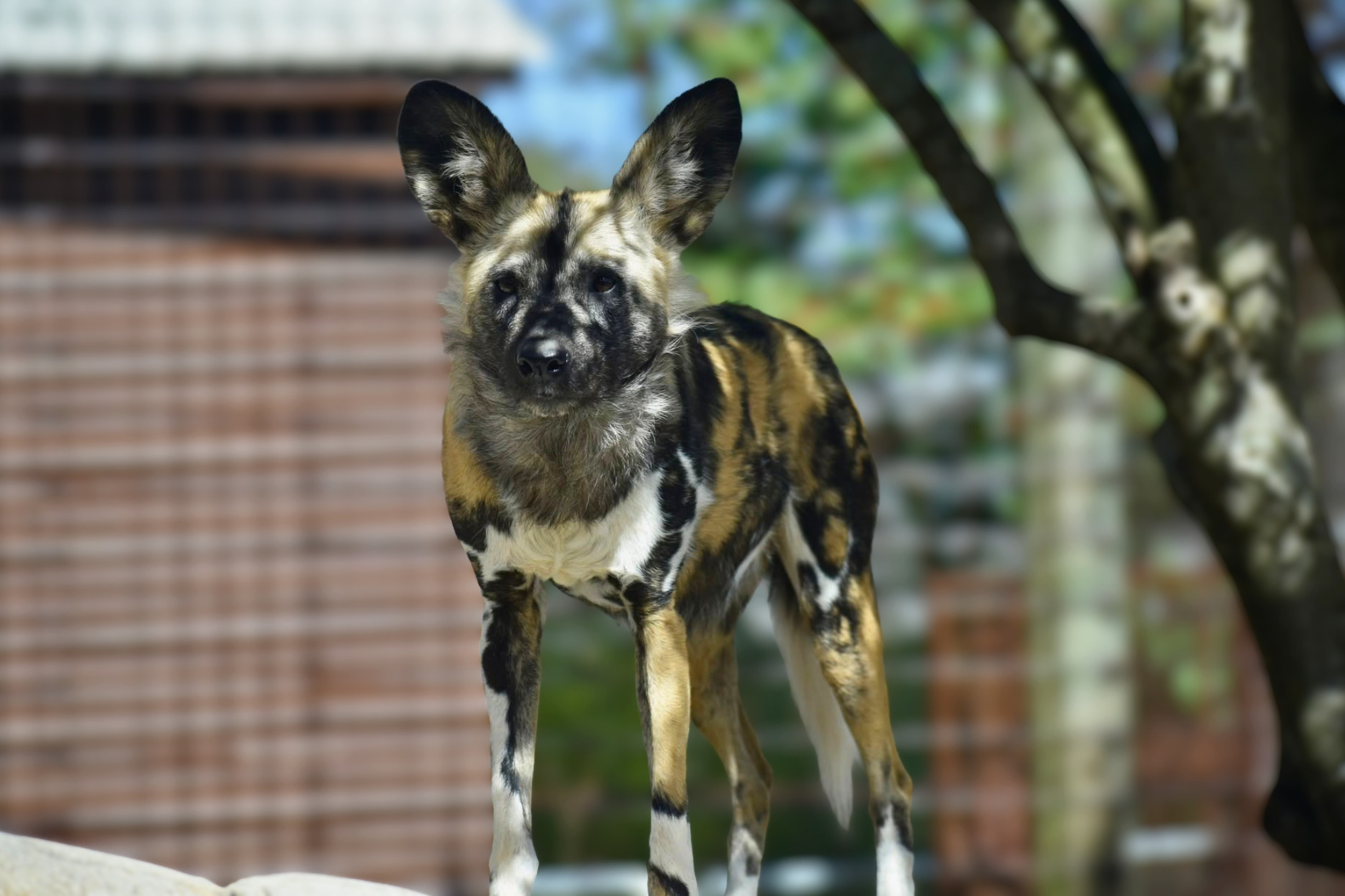 Photo from Greenville Zoo