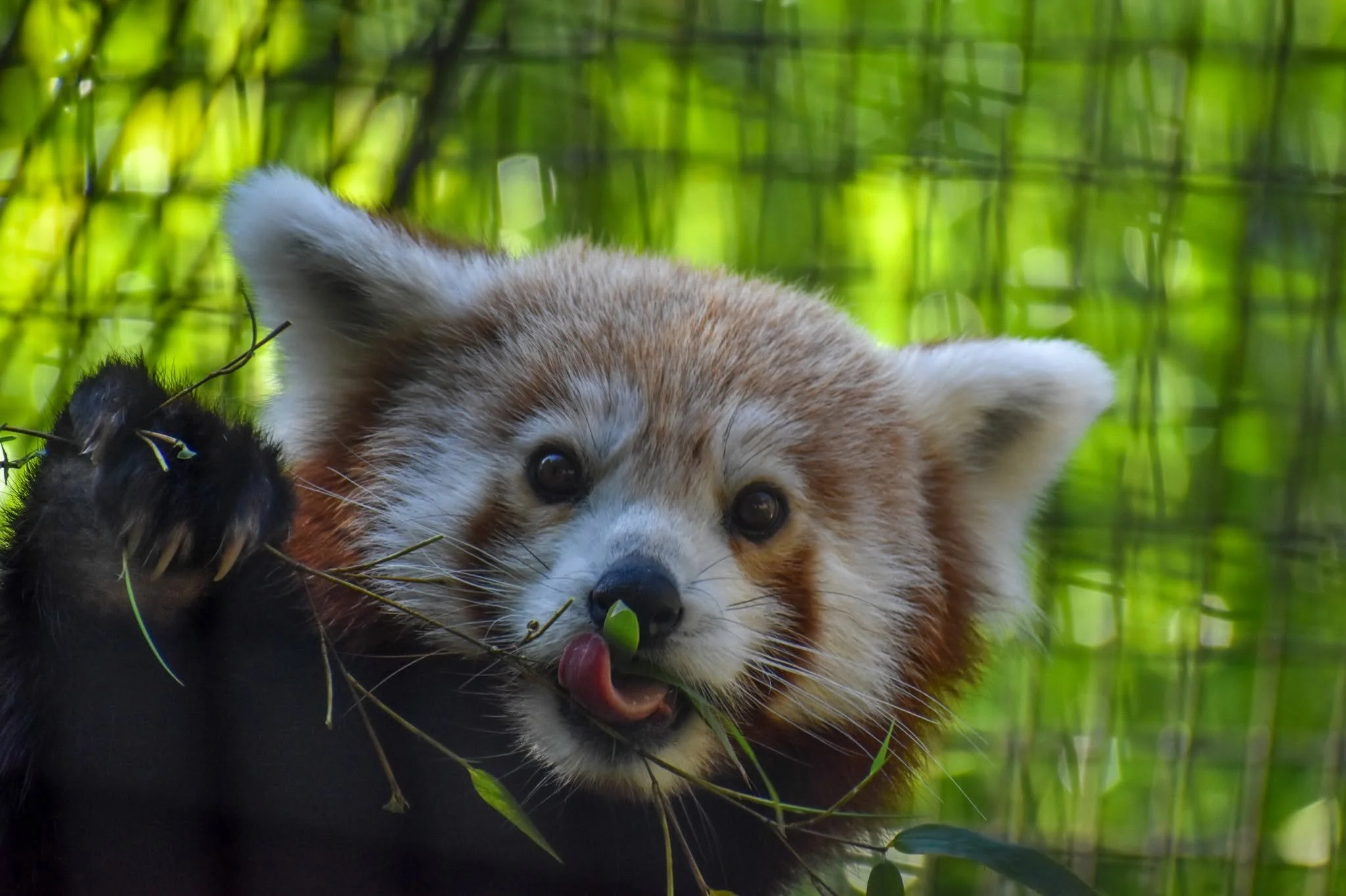 red panda cute.jpg