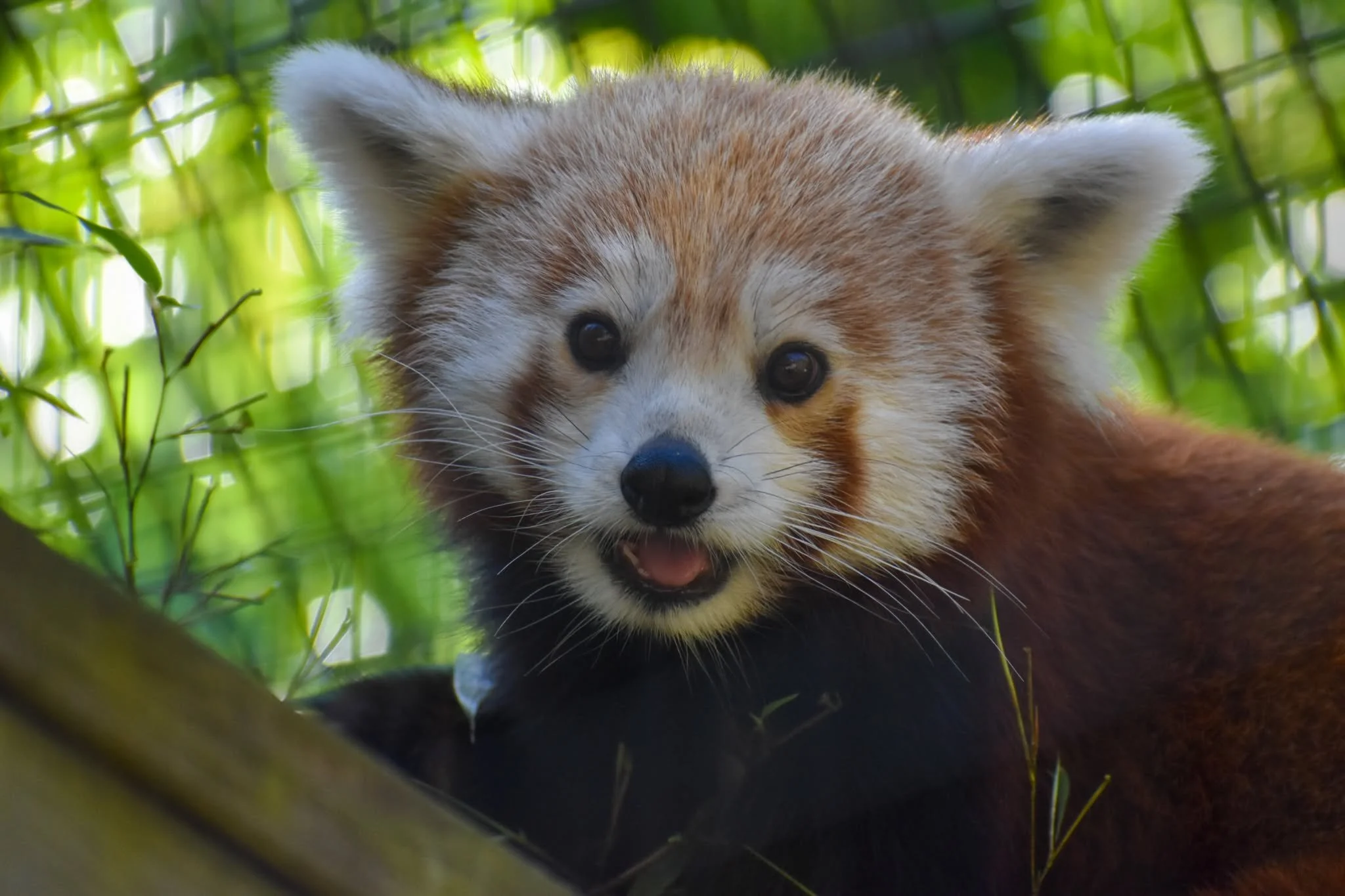 red panda!.jpg