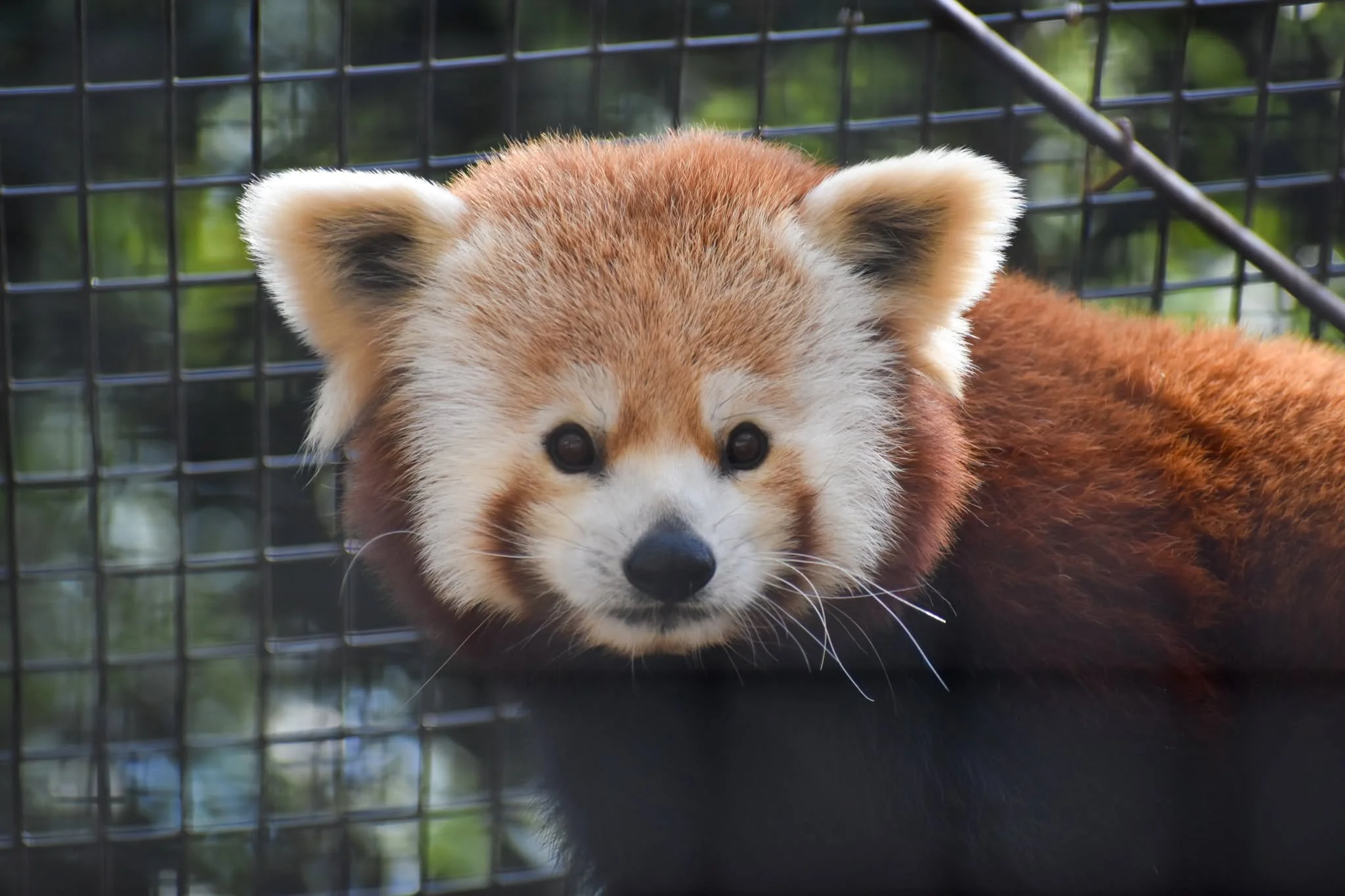 red panda.jpeg