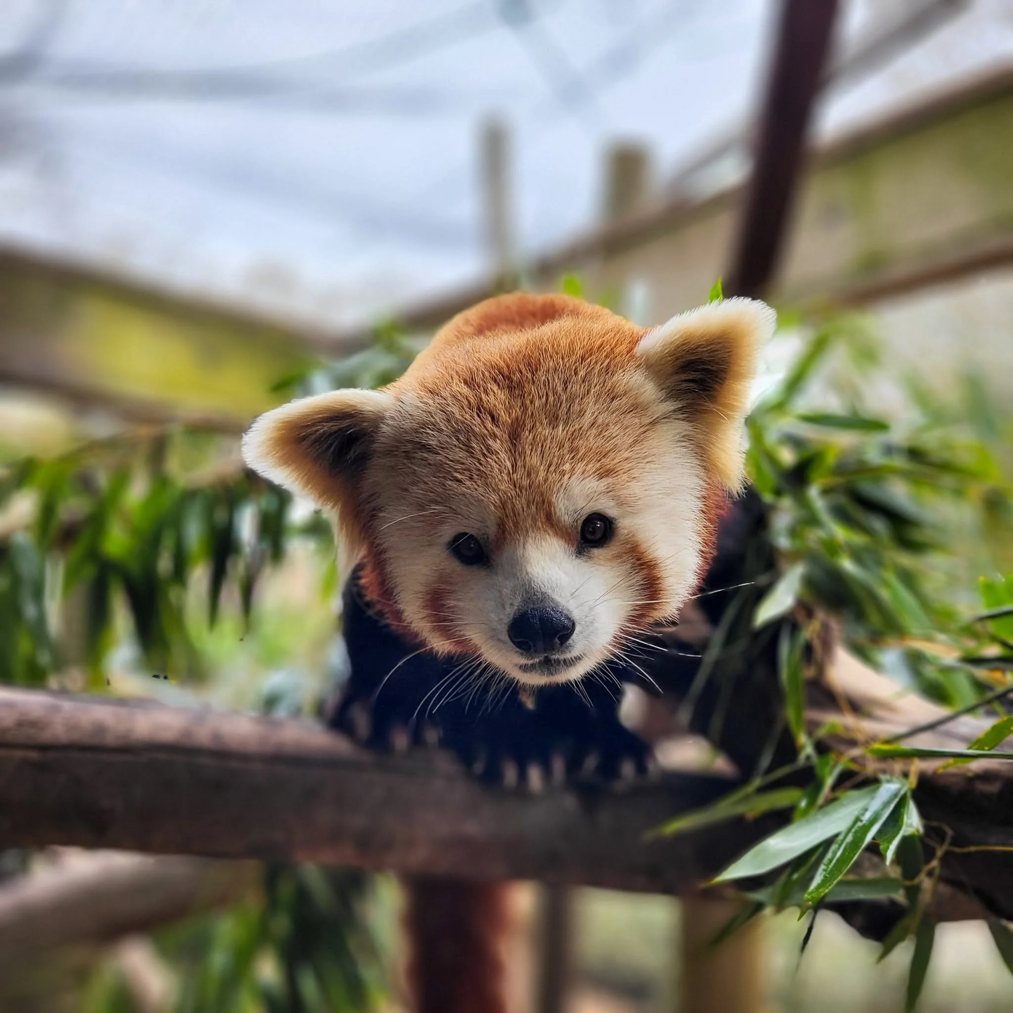 red panda3.jpg