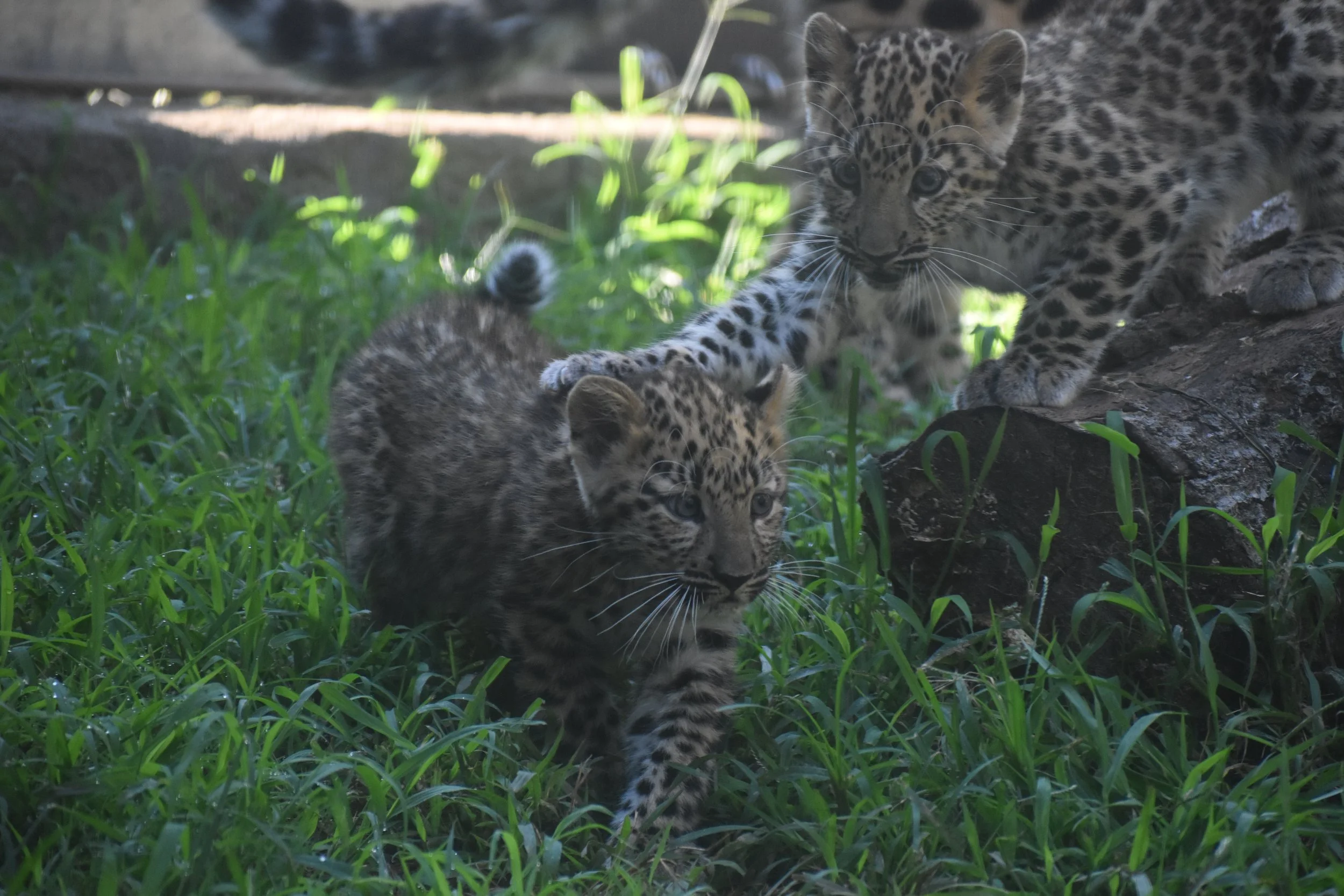 Leopard - mom and cub2.JPG