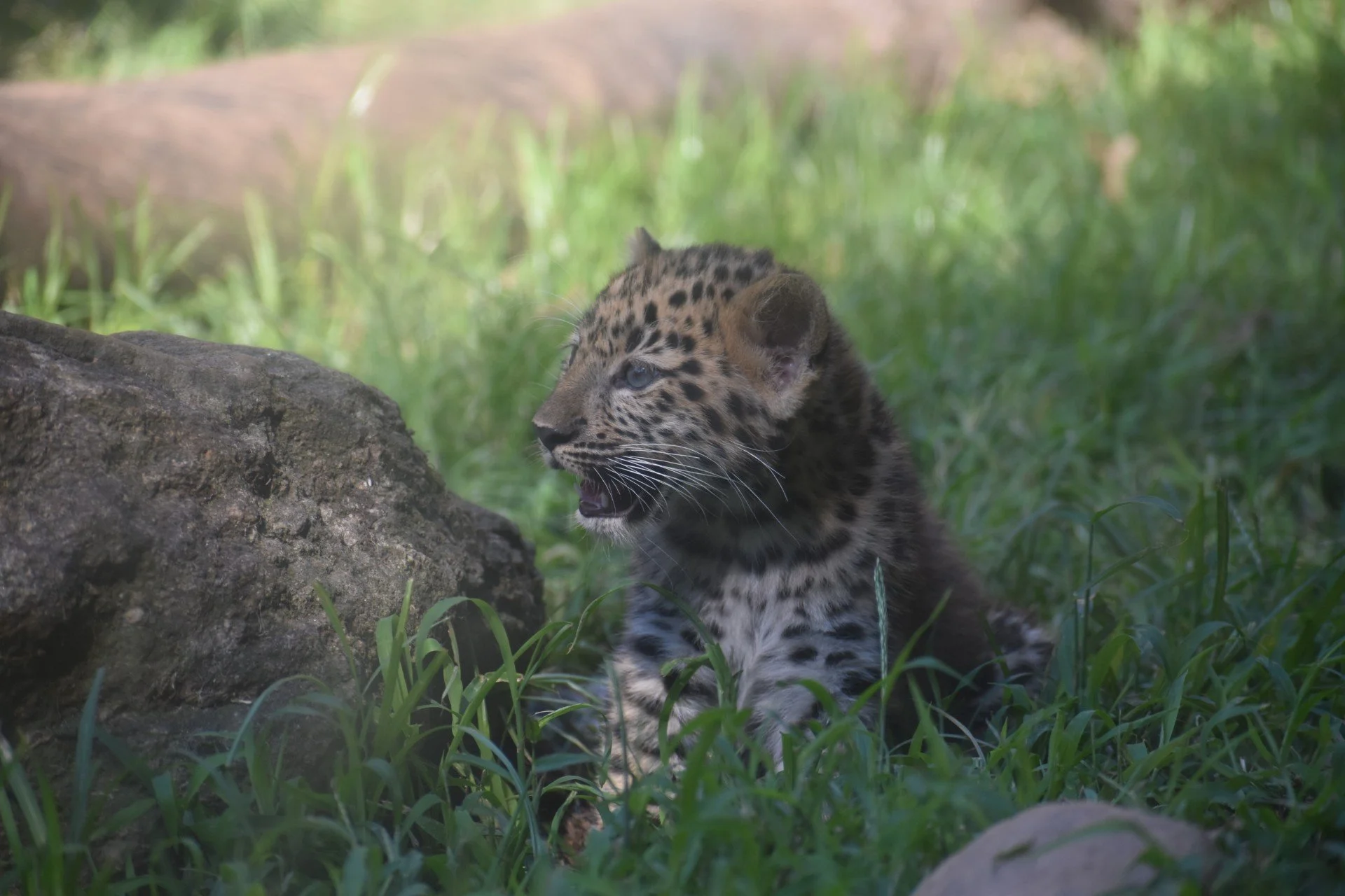Leopard.jpeg