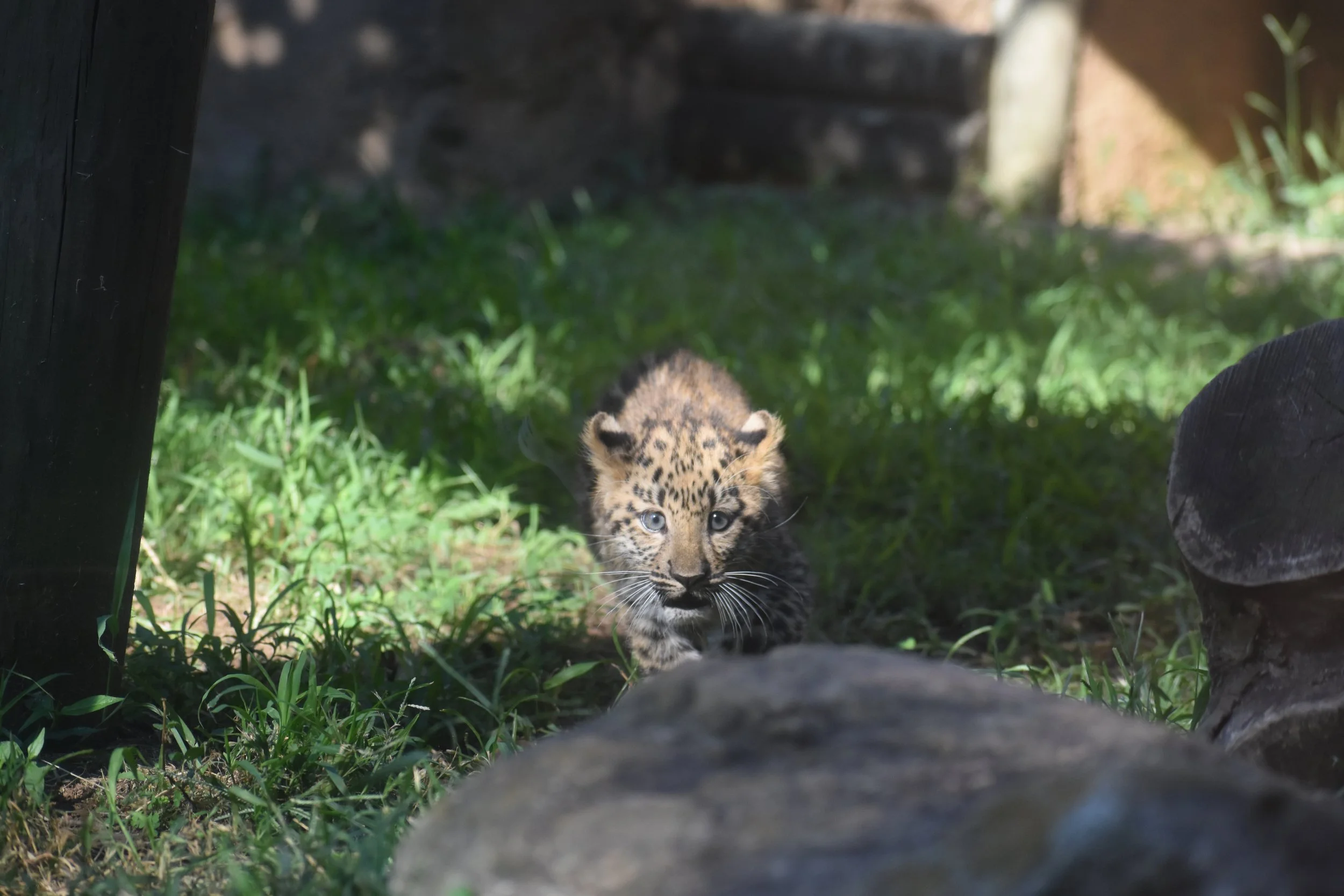 Leopard cubs3.JPG