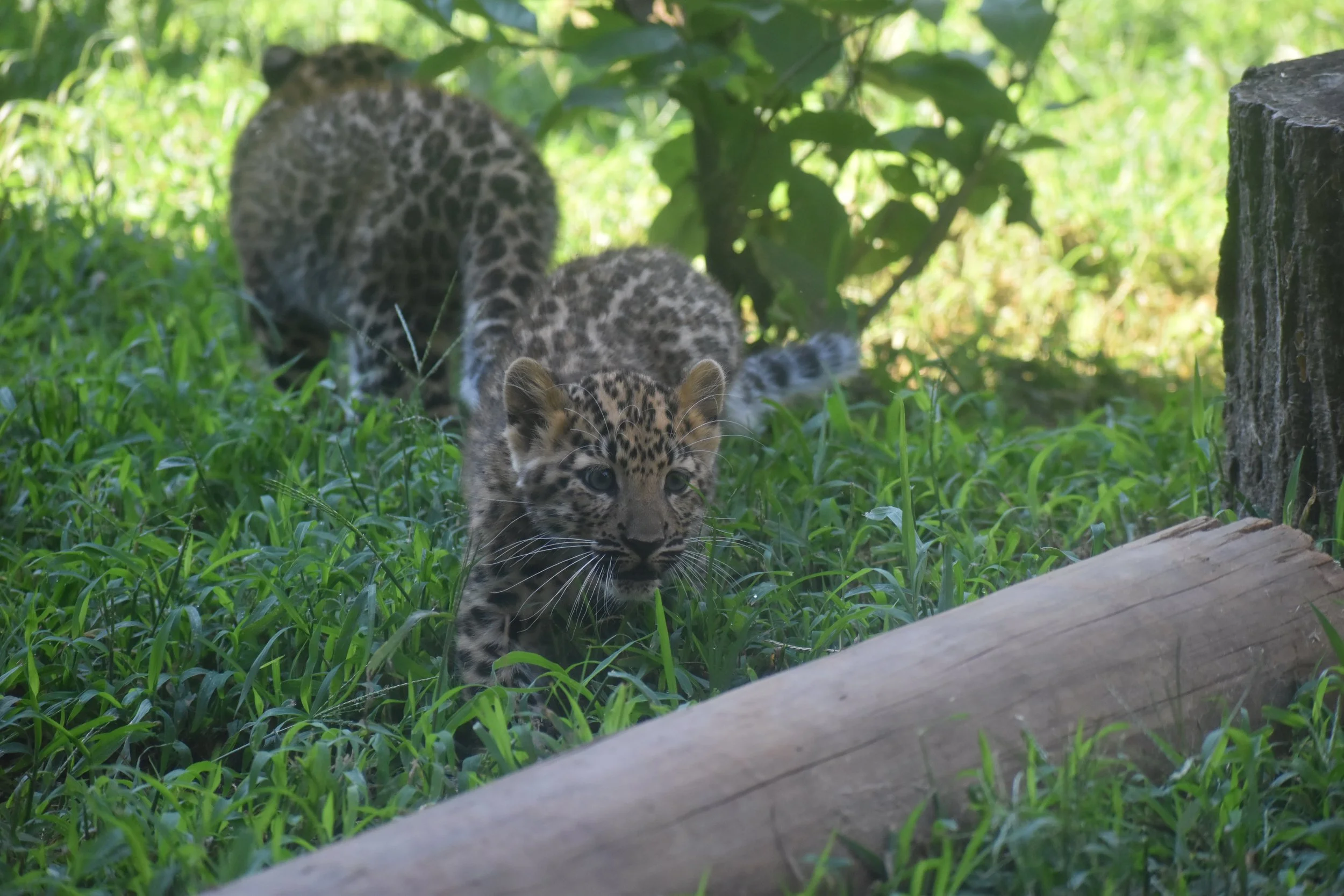 Leopard cubs.JPG