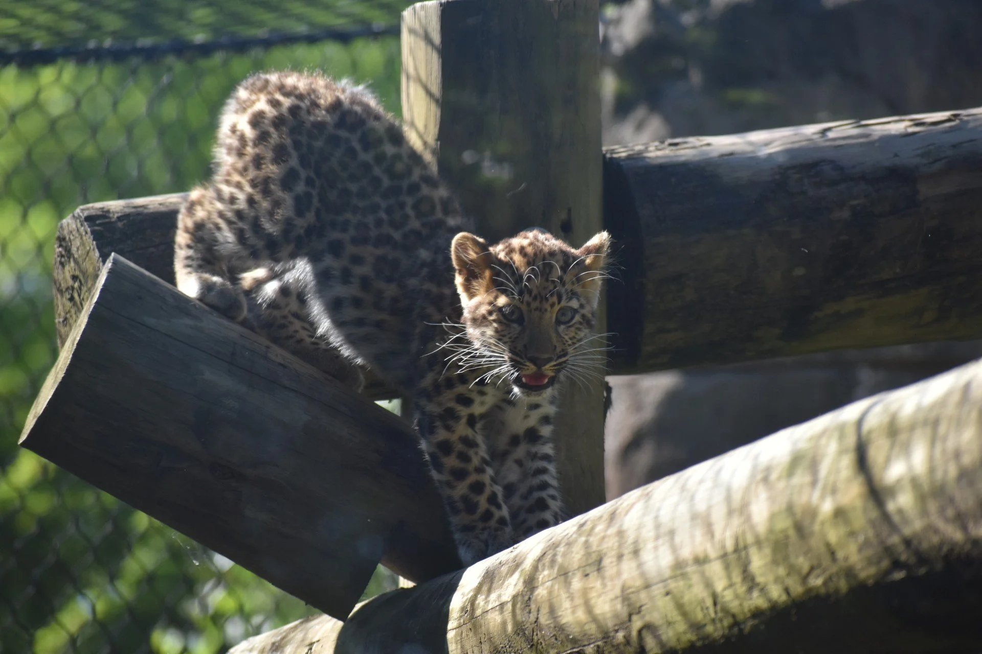 Leopard cubs5.jpeg