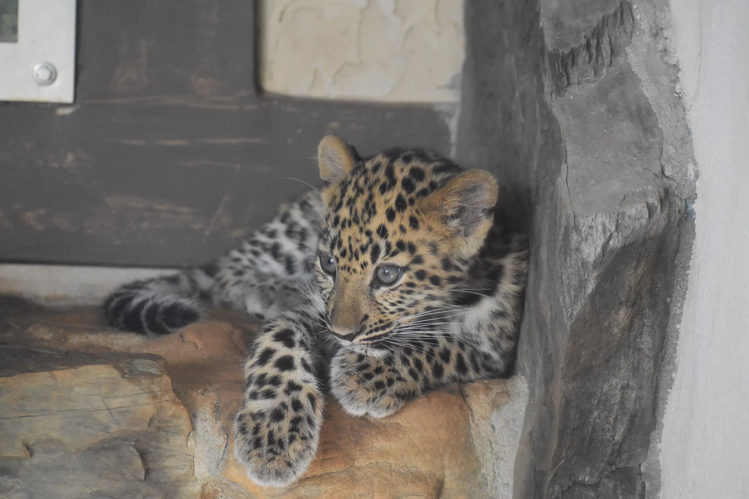 Leopard cubs4.JPG